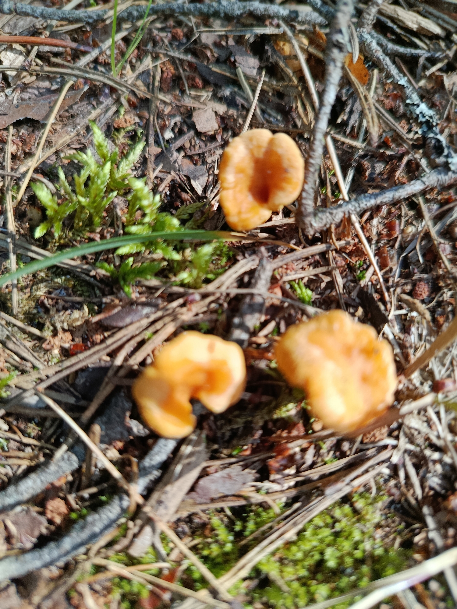 This image is a close-up, overhead shot of the forest floor in Бордуки, Russia. Three small, orange-yellow mushrooms are visible, along with patches of green moss, dried pine needles, twigs, and other forest debris. The lighting suggests it is daytime, with sunlight casting shadows. There are no people or animals present in the image.