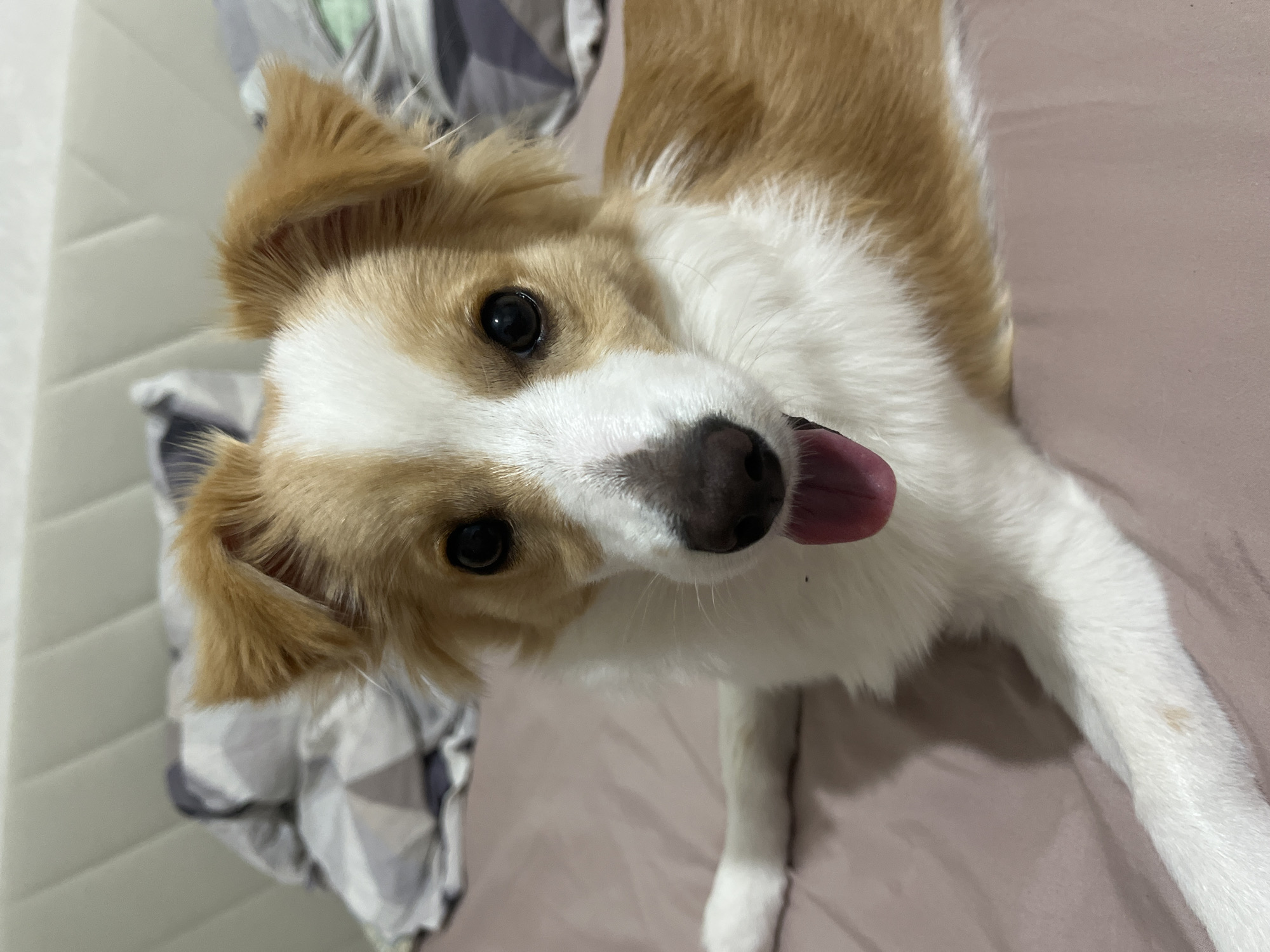A close-up, high-angle shot shows a medium-sized dog lying on a surface with a neutral pink hue. The dog's coat is primarily white with tan patches on the head, ears, and back. It's lying on its side with its head tilted upward, looking directly at the camera. Its tongue is sticking out, adding a playful element to its expression. A bedding or other fabric with a grey and white pattern is visible in the periphery. The lighting is soft, and the focus is sharp on the dog's face and upper body.