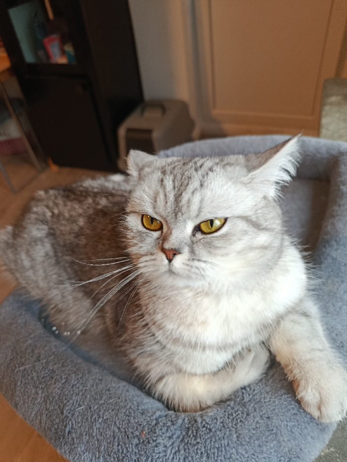 An indoor scene in Wilhelmshaven, Germany, depicts a silver-grey tabby cat with prominent yellow eyes, resting within a circular, grey plush pet bed. The cat's body is centrally positioned, oriented slightly left from the viewer's perspective, with its head held steady. Its fur exhibits distinct darker tabby markings, especially visible on the head and back, contrasting with lighter, almost white fur on its chest and belly. In the background to the left, a dark shelving unit is partially visible, displaying various small, colorful items. To the right, a light-colored wall is present, with a grey lidded pet carrier or litter box partially visible on the floor between the shelving unit and the wall. The flooring beneath the pet bed and furniture is light-toned wood or laminate.