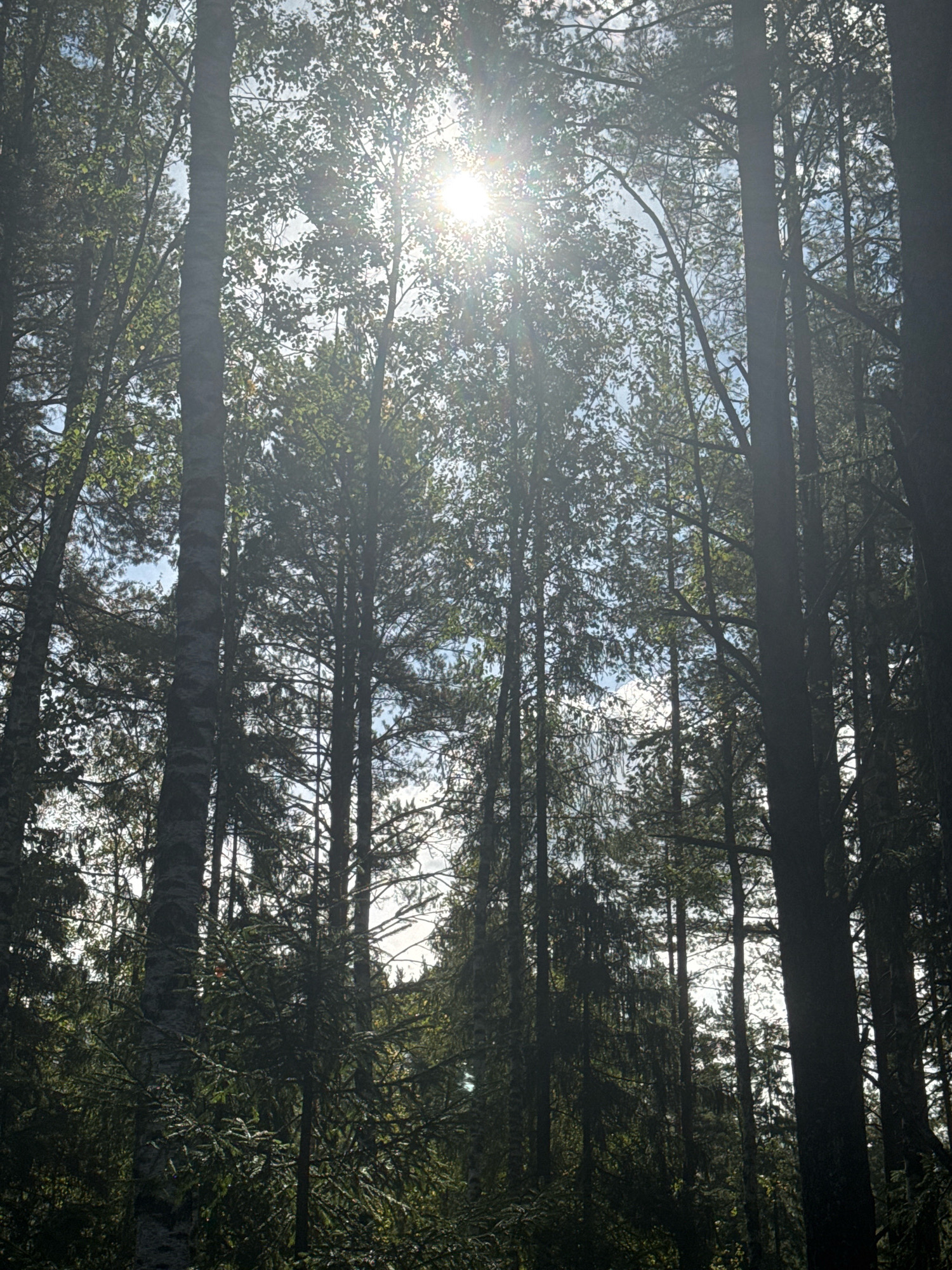 The image depicts a sun-dappled forest scene, likely taken from a low angle looking upwards through the canopy. Tall trees, primarily with dark bark and abundant green foliage, dominate the frame. The sun is shining brightly through the leaves and branches, creating a strong lens flare and highlighting parts of the sky, which appears to be a pale blue with some scattered clouds. The undergrowth is dense and green, suggesting a natural, uncultivated environment. There are no people, animals, or man-made objects visible in the image. The overall impression is one of natural beauty and serenity within a forest setting. Given that the image is set in the city of Arfa, Russia, it is likely a park or a forested area within or on the outskirts of the city.