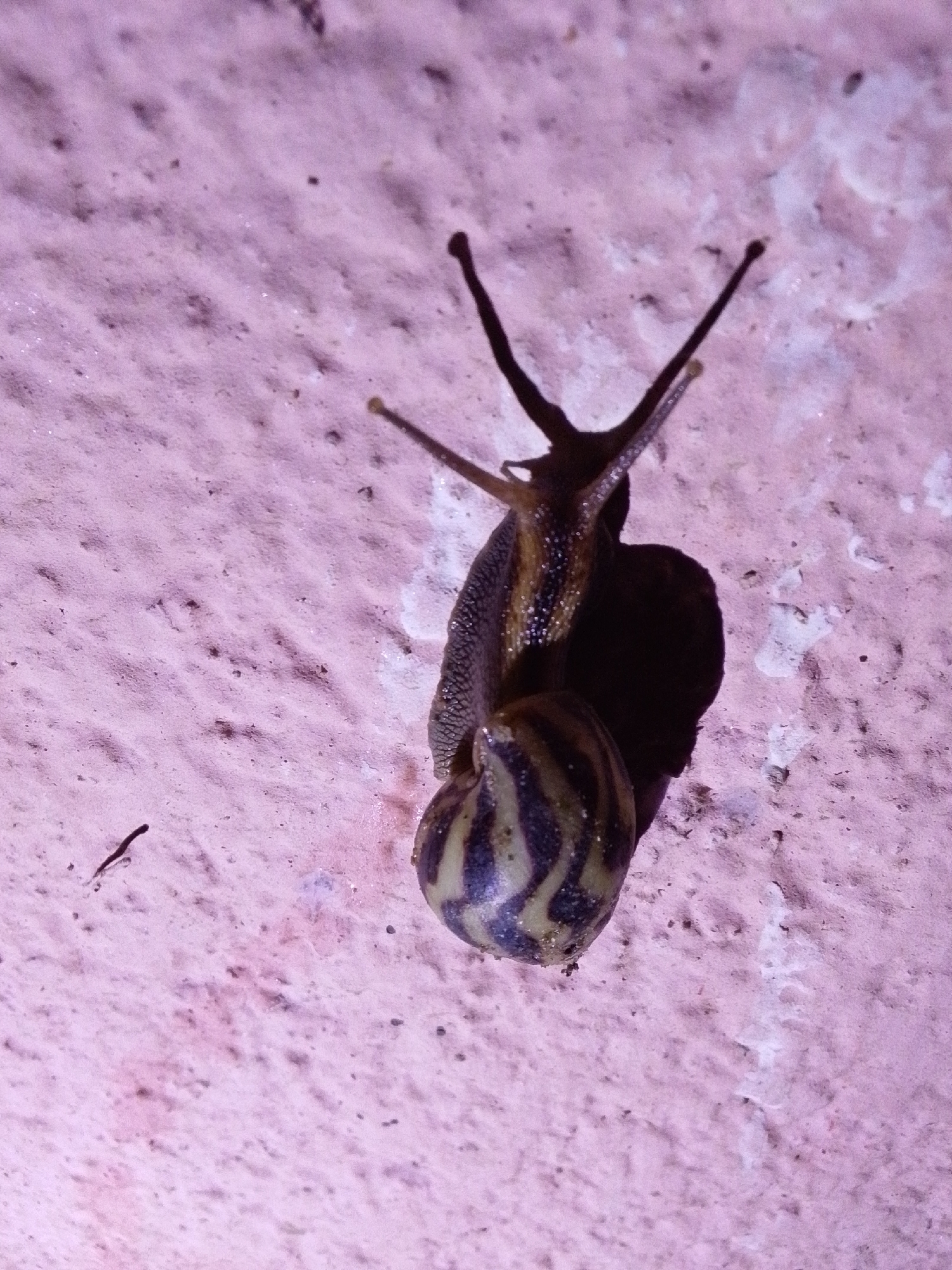 A close-up, high-angle shot shows a snail on a textured, pink surface, possibly a wall. The snail is dark brown and black with yellow stripes on its shell. It appears to be moving upwards. The snail's head is extended, with two antennae visible. The background is a soft, out-of-focus pink texture with small dark specks. A thin, dark, elongated object, possibly a strand of hair or debris, is visible to the left of the snail. The lighting is dim, creating shadows on the snail and highlighting its texture. The scene appears to be outdoors, given the natural elements and rough surface. There is no indication of the city of Serti, Nigeria within the image itself.