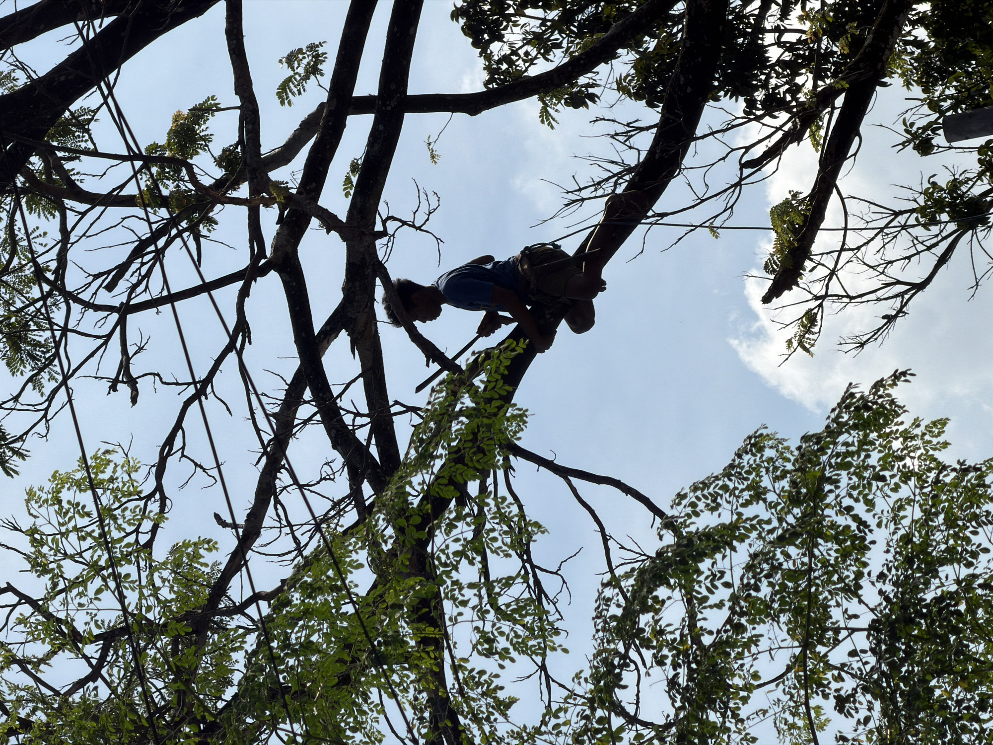 A young boy is silhouetted against a bright, cloudy sky as he sits on a thick tree branch. He is looking to his left, with his left arm resting on a smaller branch in front of him. His right arm is bent, and he is holding a tool, possibly a pruning shear, as he appears to be trimming the leaves of the tree. The boy is wearing a t-shirt and shorts. He is positioned in the middle of the frame, surrounded by the dark branches and green leaves of the tree. The branches are complex and intertwined, creating a natural canopy against the sky.