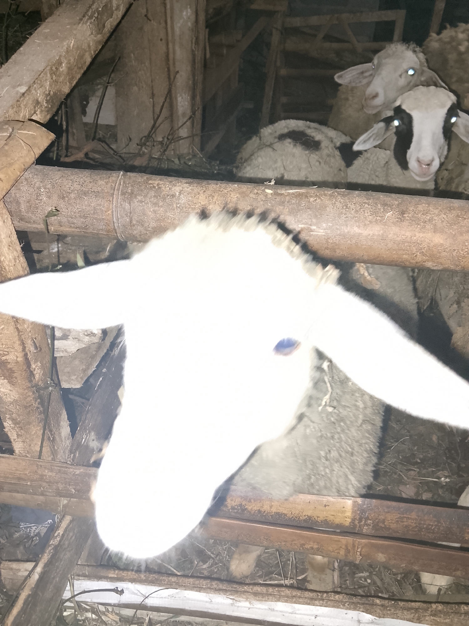 The image depicts a close-up view of sheep inside a rustic wooden structure, likely a barn or pen. The foreground is dominated by the blurry head and neck of a sheep, its white wool contrasting sharply with the dark environment. The sheep's eyes, with a blueish tint, are visible. Behind this prominent sheep, other sheep are partially visible. One sheep in the middle ground has a black and white face with bright, reflective eyes. Another sheep is visible further back. The structure appears to be constructed from rough-hewn wooden beams and bamboo. Dried vegetation and straw are scattered on the ground within the pen. The lighting is dim, suggesting it is either nighttime or an interior space with minimal illumination. There is no information to determine the exact location in Betonan, Indonesia, from the image itself.