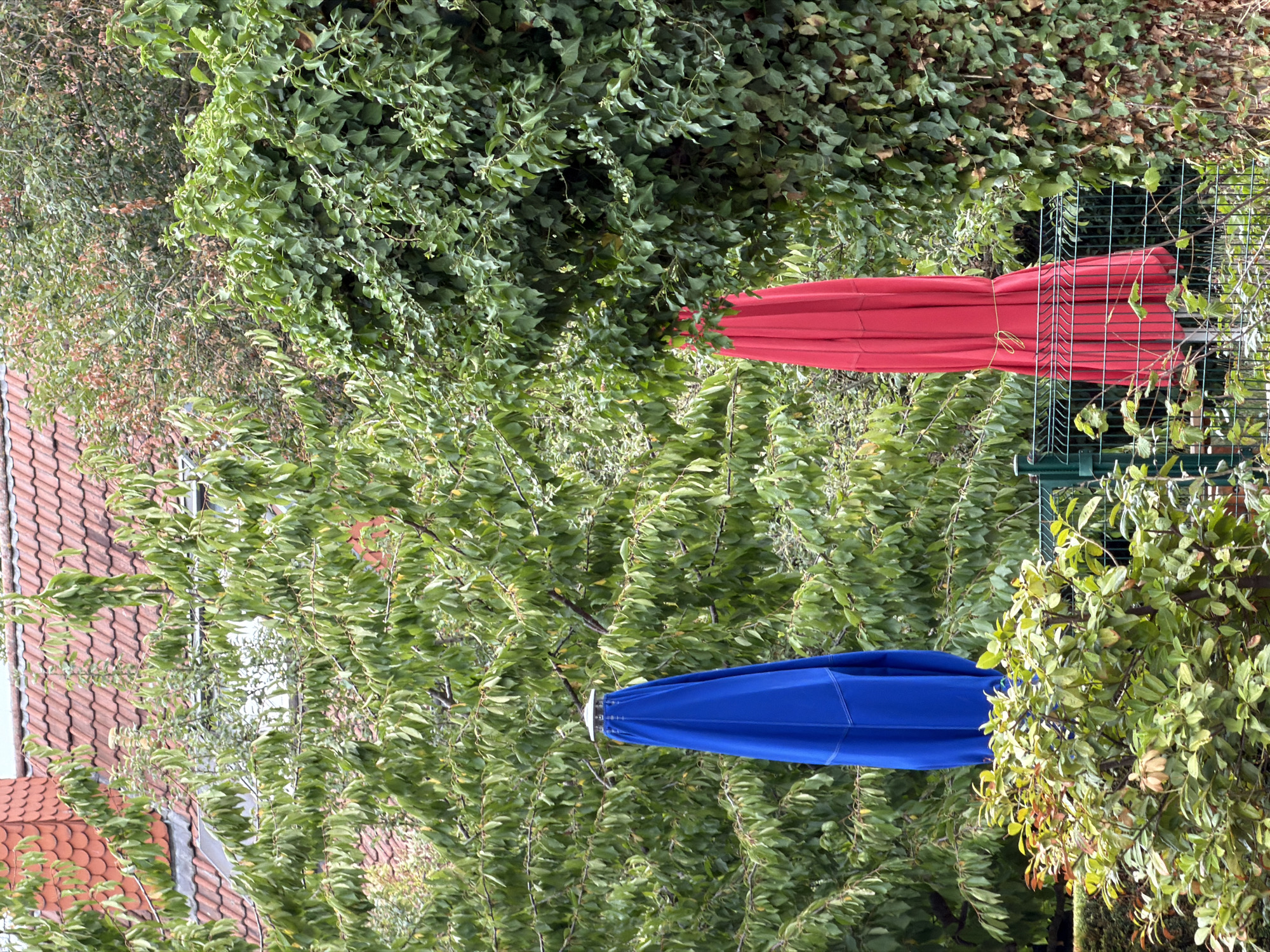 In Esch-sur-Alzette, Luxembourg, two closed patio umbrellas, one blue and one red, stand prominently in a garden setting. The blue umbrella is on the left, and the red umbrella is on the right, partially obscured by dense green foliage. A wire fence runs horizontally across the lower portion of the image, behind which more greenery is visible. In the background, a red-tiled roof of a building is partially visible through the leaves of trees. The scene appears to be an outdoor residential or communal garden area.