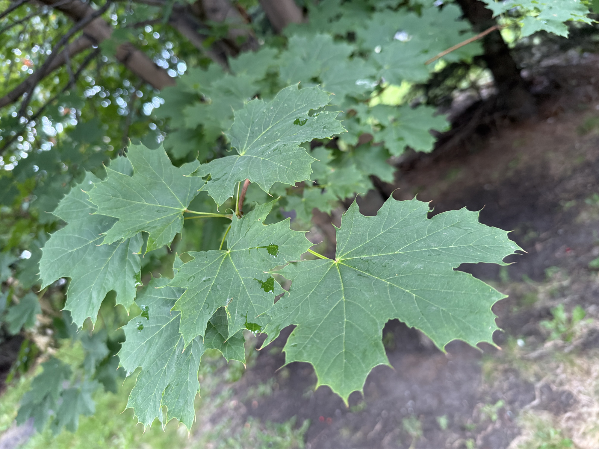 The image shows a close-up view of green maple leaves, likely from a tree in a park or natural setting. Some leaves have water droplets on them, suggesting recent rain or dew. The background is blurred, showing out-of-focus foliage and tree trunks, and a patch of dark, moist soil. The lighting is natural, indicating an outdoor scene, possibly during the day. There are no people or animals visible. The image does not provide any specific landmarks or clues to pinpoint a location within the city of Tyumen, Russia, beyond it being an outdoor, vegetated area.