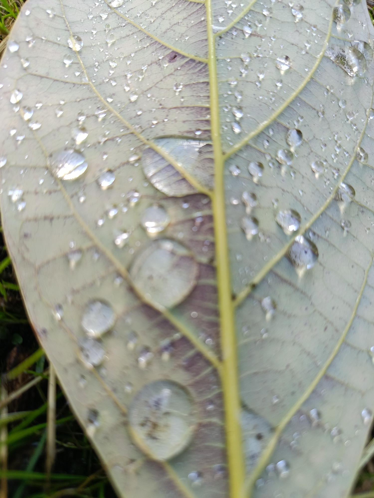 The image is a close-up, vertical shot of a leaf covered in water droplets. The leaf appears to be light green with visible veins and a central, yellow stem. The water droplets vary in size, from tiny specks to larger, spherical blobs that distort the view of the leaf beneath them. The background is blurred, showing hints of green grass and dark soil, suggesting an outdoor environment. The lighting appears natural, possibly from daylight, creating reflections on the water. There are no people or animals visible in the image, and no specific actions or interactions are taking place. The image does not contain any information that would allow for the determination of its location in Nesvizh, Belarus.
