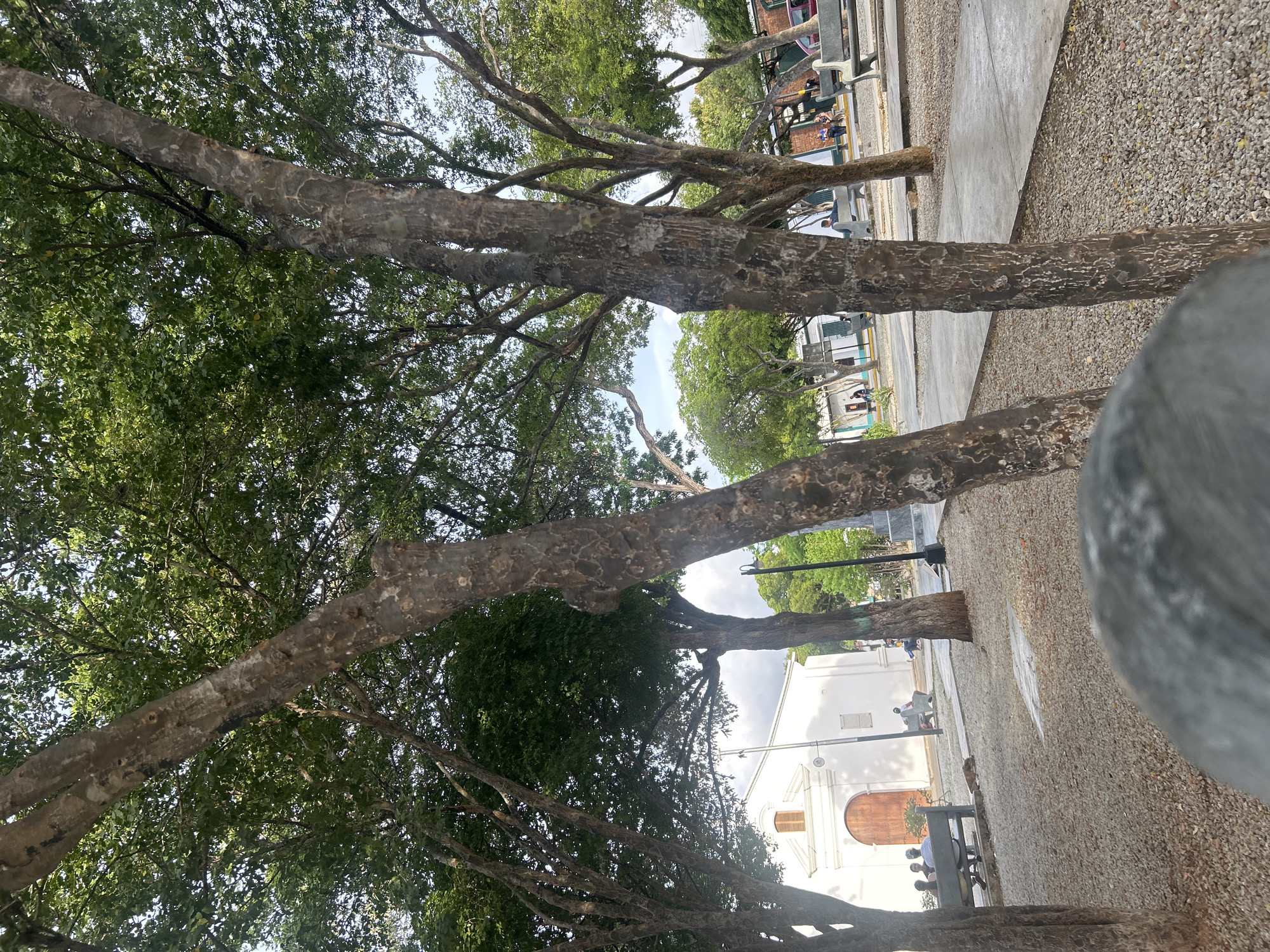 The image depicts a scene in a public park in Santa Ana, Venezuela. The foreground is dominated by the rough, textured bark of a large tree trunk. Beyond this, several other trees with lush green foliage create a canopy, dappling the ground with sunlight. In the middle ground, a white building with a large wooden door and a shuttered window is visible, suggesting it might be a church or a similar institutional building. To the left of the building, a dark wooden bench is occupied by three individuals. Further to the right, a paved walkway winds through the park, lined with benches. Several other people are seen sitting on benches and walking in the background. The ground is covered with small, light-colored pebbles. The overall impression is of a peaceful, sunny day in a well-maintained urban park.