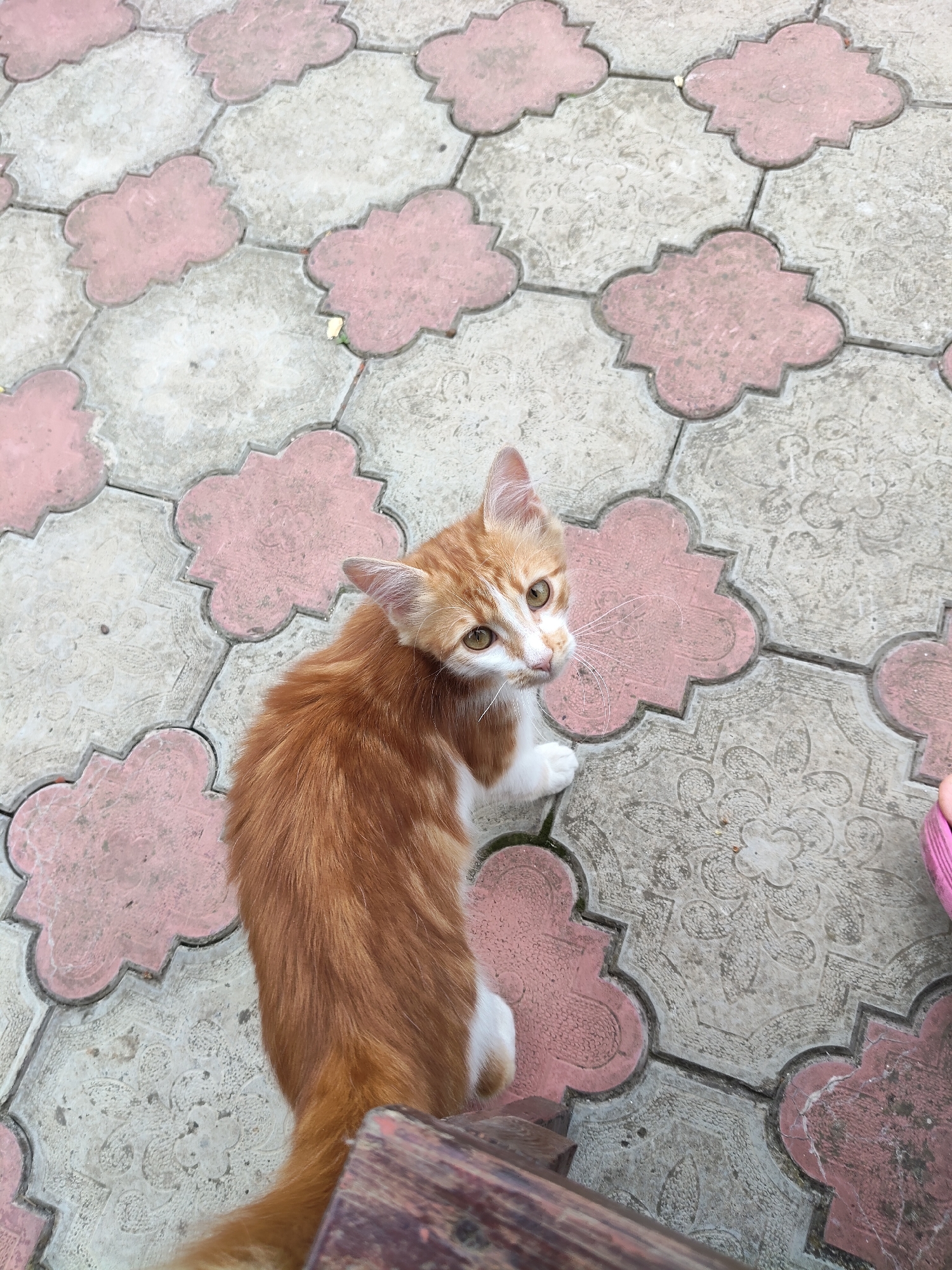 An orange and white kitten is sitting on a decorative paved surface. The kitten is facing the camera with its head turned to the left, looking upwards with large, attentive eyes. Its fur is predominantly orange with white markings on its chest, paws, and face. The paved surface consists of interlocking hexagonal tiles, some of which are pink and shaped like quatrefoils, while others are gray with embossed floral patterns. The scene is set outdoors, and based on the provided context, it is in the city of Gîrbova, Moldova. A wooden object, possibly part of a bench, is visible in the lower foreground. A pink object, possibly a shoe or part of clothing, is partially visible in the upper right corner.