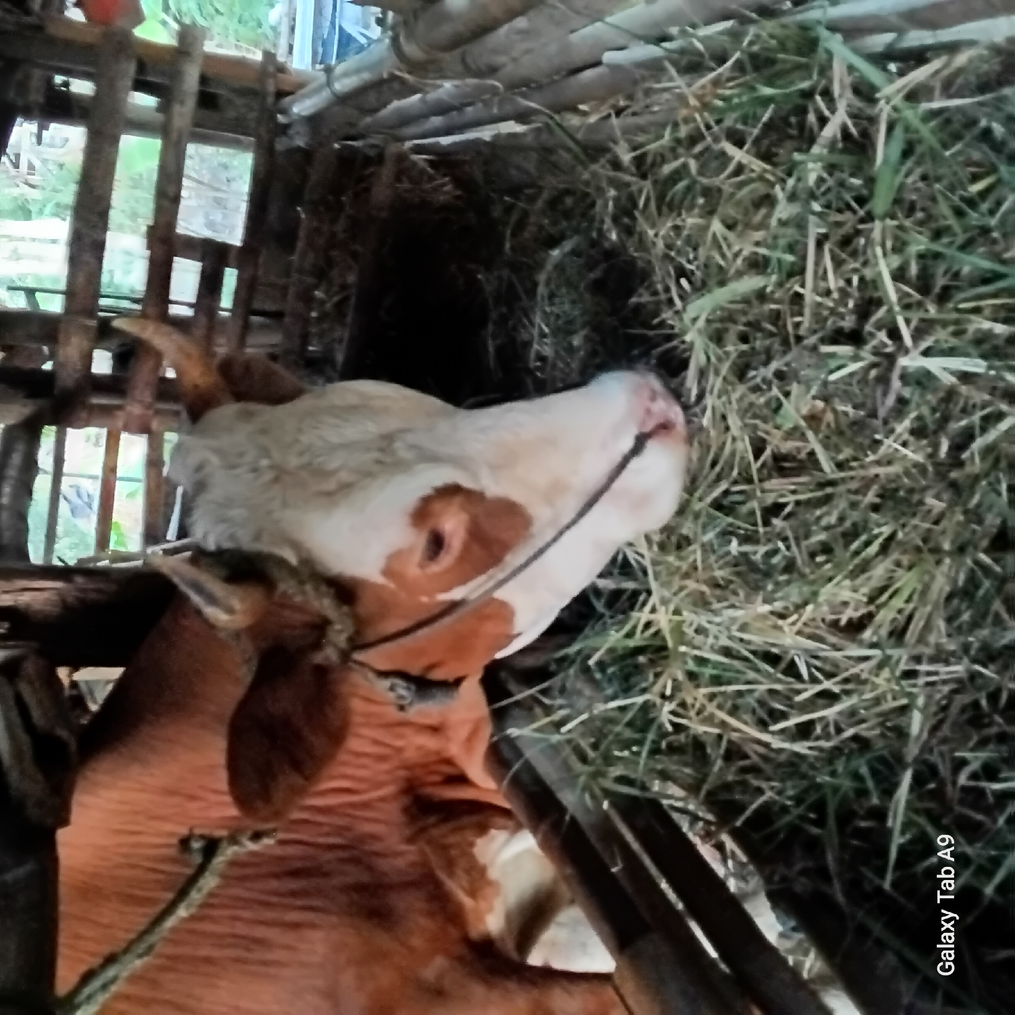 The image shows a brown and white cow in a wooden enclosure filled with hay. The cow has a rope around its neck. The enclosure appears to be outdoors, with some greenery visible in the background. The bottom left corner of the image displays the text "Galaxy Tab A9," indicating the device used to capture the photograph. The scene is consistent with a rural setting in Trenggalek, Indonesia, where livestock farming is common.