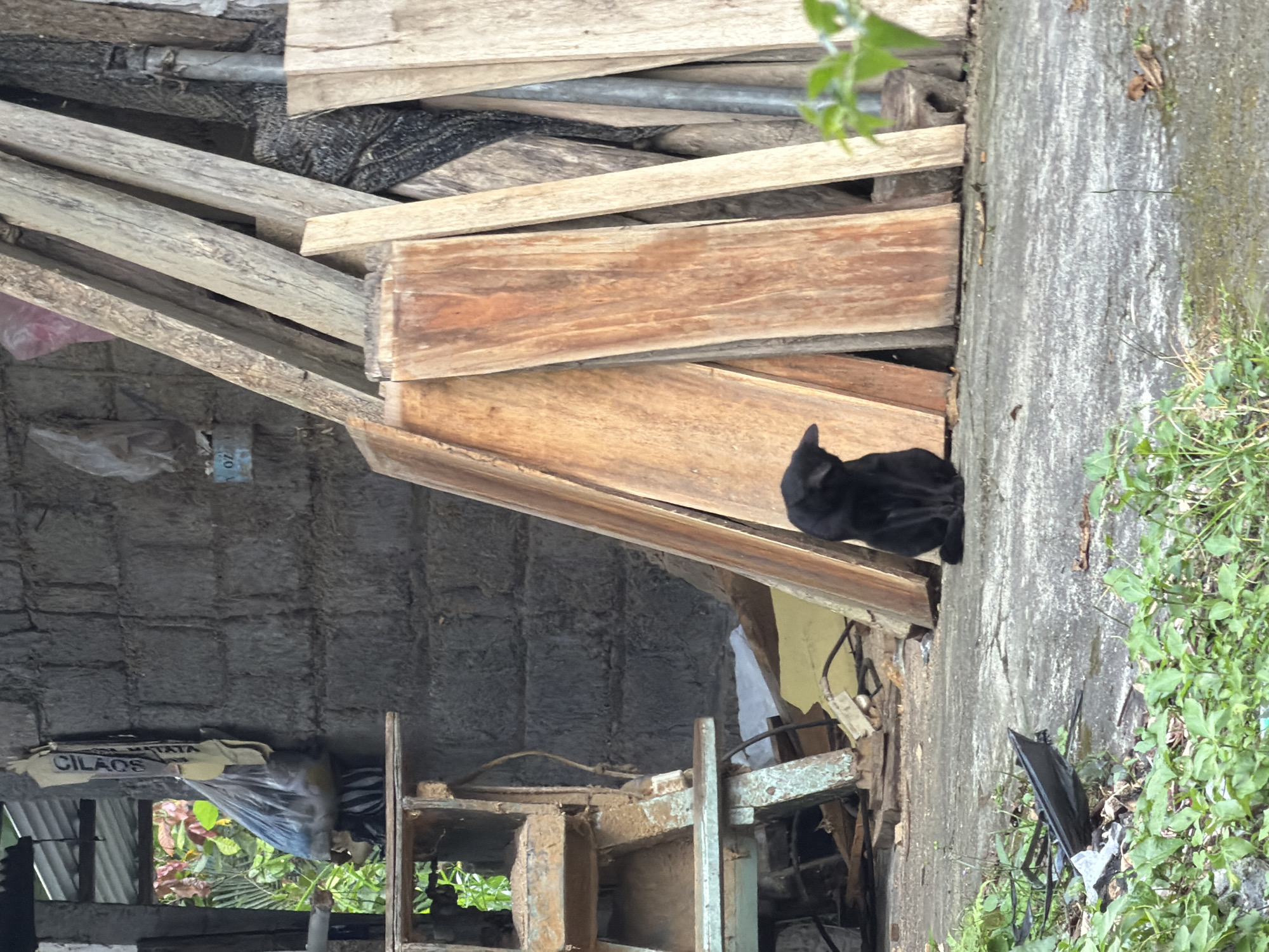 A dimly lit, disorganized scene depicts a collection of building materials, furniture, and vegetation in Kedisan, Indonesia. The environment is cluttered and appears to be an outdoor storage or workshop area.
Subjects/Objects:
- A black cat is perched on wooden planks.
- Various wooden planks are scattered.
- A grey concrete wall is visible with plants growing nearby.
- A metal structure (possibly furniture or machinery) is present.
- A bag labeled "CILAOS" is present.
- Other miscellaneous items including plastic bags and metal pipes are visible.
Environment:
- The location is an unkempt outdoor area.
- Kedisan, Indonesia is given as the geographical location.
Actions/Interactions:
- The cat is resting on the wooden planks.
- No human interactions are directly observed.
