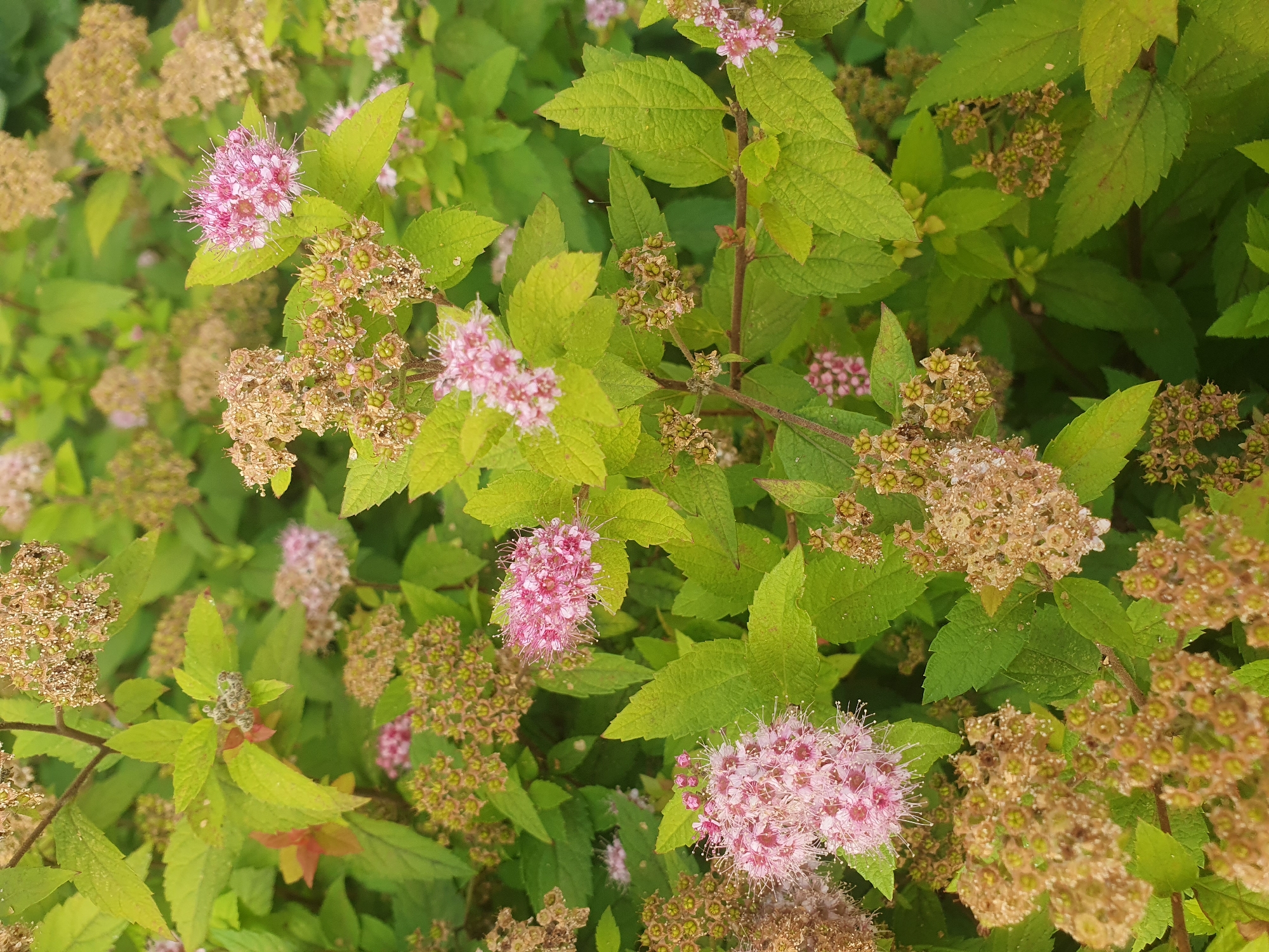 This media file displays a close-up, overhead view of a plant with vibrant green leaves and clusters of small, pink flowers. Some of the flowers are in full bloom, appearing as fluffy, delicate puffs with visible stamens. Interspersed with the blooming flowers are dried seed heads, which are a light brown or tan color and have a more clustered, less airy appearance. The leaves are ovate with serrated edges and show some variation in color, ranging from bright green to a yellowish-green, possibly indicating varying stages of growth or sun exposure. The overall impression is that of a lush, natural environment. The image appears to be taken during daylight, with no discernible weather conditions or time of day explicitly indicated. There is no visible text in the image. The provided location context suggests this plant is found in Chelyabinsk, Russia.