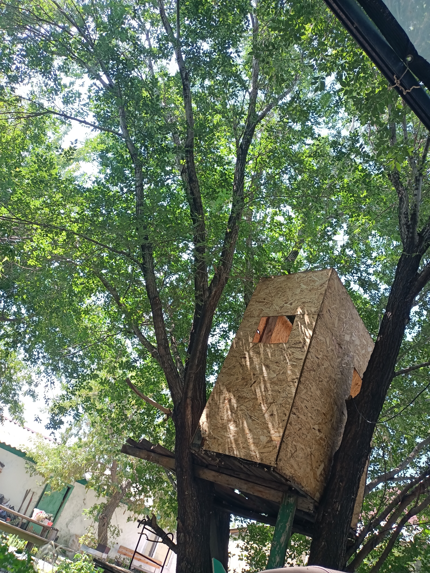 A low-angle, outdoor, close-up shot shows a partially constructed treehouse made of oriented strand board (OSB) in a backyard, surrounded by lush green foliage. The treehouse, which appears to be in a rustic or unfinished state, is perched between two tree trunks. One of the tree trunks is thick and dark, while the other is thinner and lighter in color. The OSB material has a rough, textured surface with visible wood chips. There are at least two rectangular openings in the treehouse, suggesting windows or an entrance, through which some interior structure is visible. Sunlight filters through the dense canopy of leaves, casting dappled shadows on the treehouse and tree trunks. In the background, to the left, a white building with a green trim and a green door is partially visible, along with some fencing and greenery. The overall impression is one of a DIY project in progress within a natural, somewhat overgrown outdoor setting.