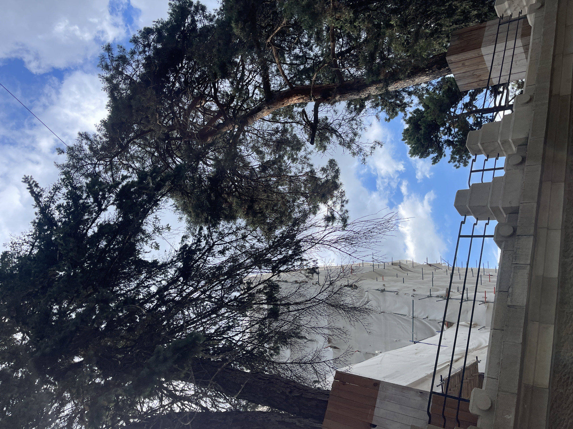 The image shows a construction site in Kislovodsk, Russia, with a building covered in white tarpaulin. Two large pine trees frame the structure, with their branches reaching towards a blue sky dotted with white clouds. A stone wall with decorative elements and a metal railing runs along the bottom of the frame. The construction appears to be ongoing, with scaffolding visible behind the tarpaulin. The scene suggests an outdoor setting, likely in a park or garden area, given the presence of the trees.