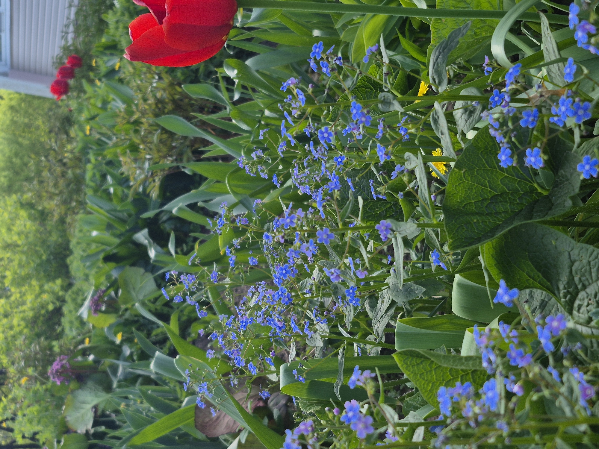 The image presents a lush, colorful flower garden in Chaikovsky, Russia. Predominantly, a vibrant red tulip dominates the upper portion of the frame. Interspersed throughout the foliage are numerous small, bright blue flowers, likely forget-me-nots, creating a carpet of color. Other greenery includes broad, textured leaves, possibly of hostas, and thinner, blade-like leaves, likely belonging to the tulips or other bulbous plants. In the background, there is a hint of a building with white siding and possibly a garden fence, and a more distant, blurred background shows green foliage, possibly trees or shrubs. The scene is captured in daylight, and the overall impression is one of a well-tended and vibrant urban garden.
