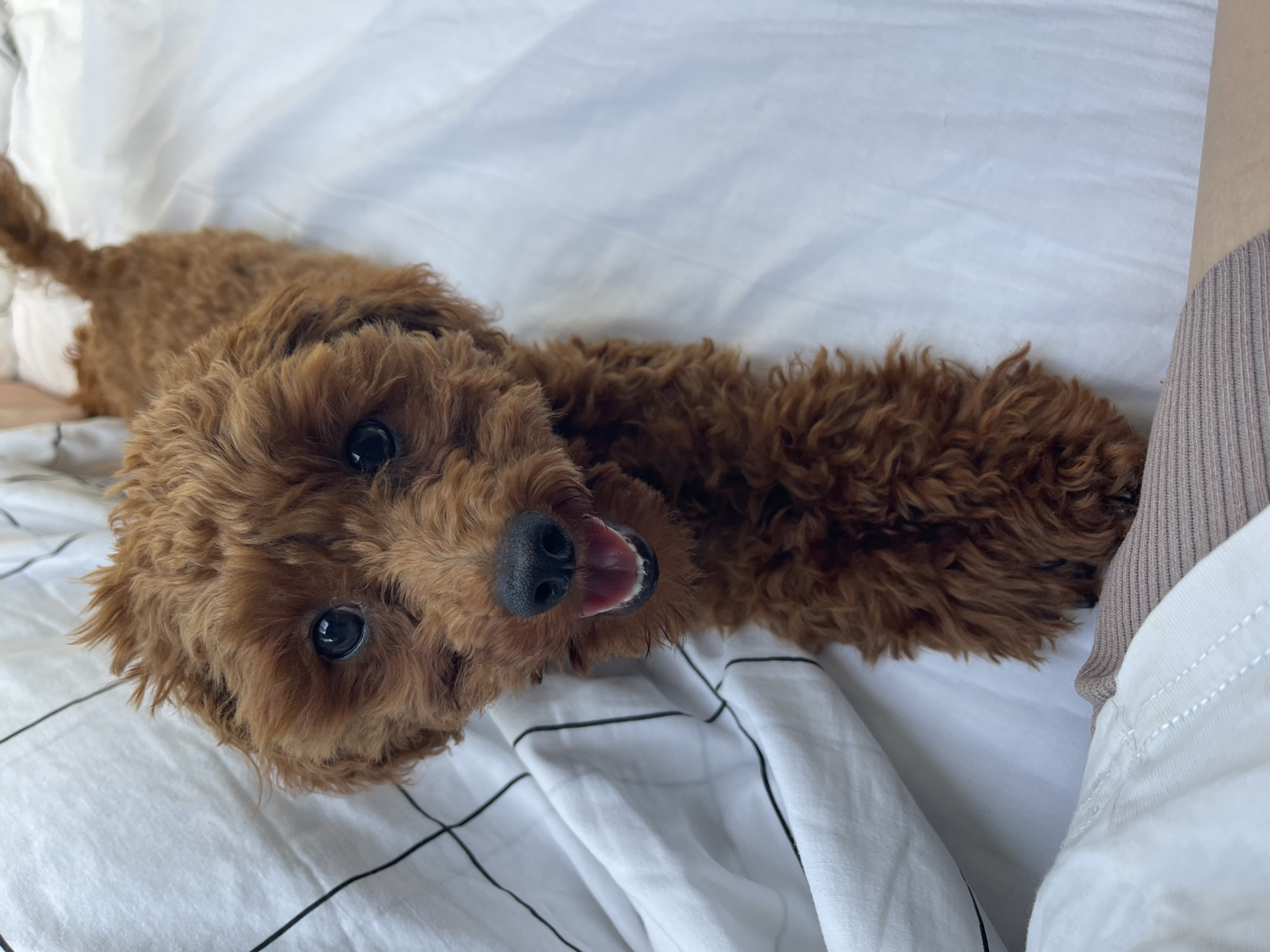 A small, reddish-brown poodle with curly fur is positioned centrally in the frame, looking directly towards the viewer with a wide-open mouth, revealing its tongue and teeth, indicative of a happy or panting state. Its dark eyes are reflective, showing discernible light sources. The dog's front paws are extended forward. It is situated on white bedding; a portion of a white sheet or duvet cover with thin black grid lines is visible to the left and behind the dog's head. The lower-left corner of the image shows a partial view of a human leg or arm covered by a light brown, ribbed garment. The scene takes place indoors, on a bed, in the city of Koprinka, Bulgaria.