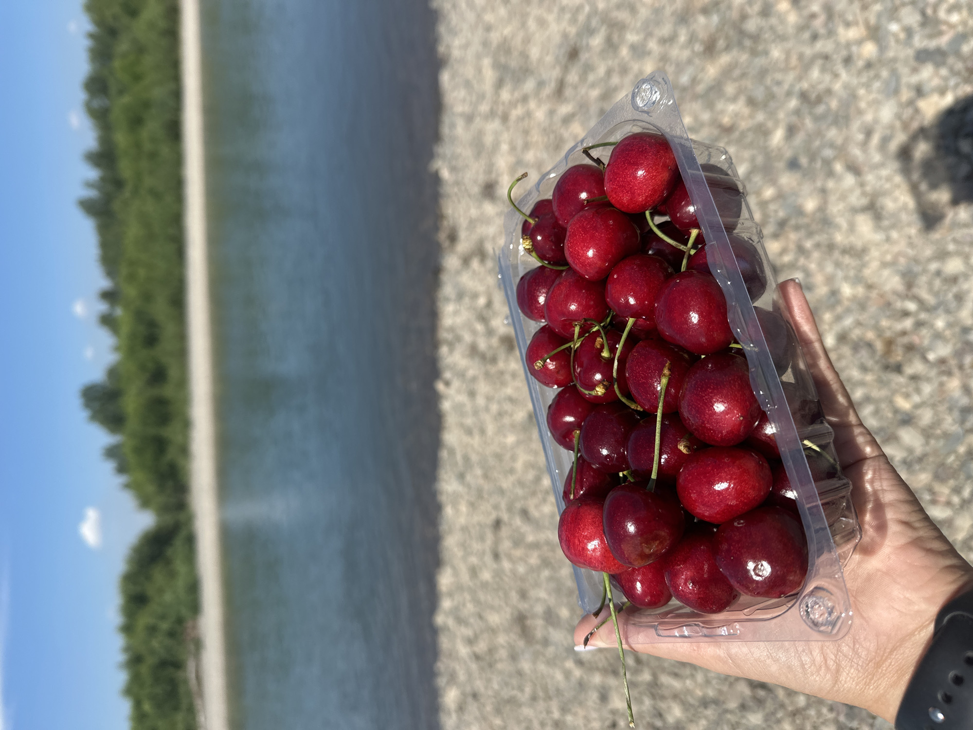 A person's hand, wearing a dark watch on the left wrist, holds a clear plastic container filled with ripe, dark red cherries. The container is positioned in the foreground, with the cherries spilling slightly over the top. Behind the cherries, a blurred body of water, likely a river, is visible, bordered by a sandy or pebbly shoreline. Further in the background, lush green trees line the opposite bank of the river under a bright blue sky with a few scattered white clouds. The overall setting suggests an outdoor, natural environment, possibly near the town of Bely Yar, Russia, given the visible vegetation and river. The lighting indicates it is daytime, with the sun casting shadows.