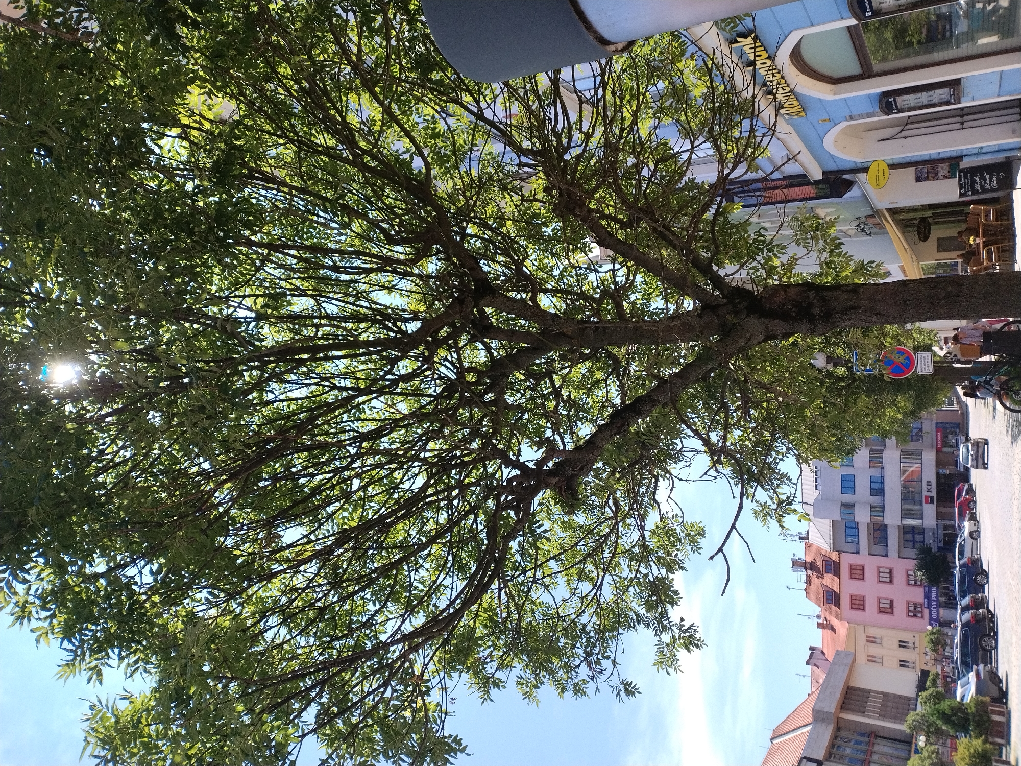 The image depicts a street scene in Písek, Czechia, dominated by a large, leafy tree in the foreground, partially obscuring the sky and buildings. Sunlight filters through the tree's canopy, creating bright spots. In the background, several buildings line the street. One building, painted light blue, has the words "Raiffeisenbank" written on its facade and features arched windows and an awning. Another building to its left is painted pink with multiple windows. Further down the street, more buildings of varying colors and architectural styles are visible. Cars are parked along the street, and a bicycle with a rider can be seen in the middle ground. A street sign with a red circle and diagonal line, indicating a prohibition, is visible on the left side of the image. People are present on the sidewalk, some seated at outdoor tables of a cafe. The street appears to be paved with cobblestones.