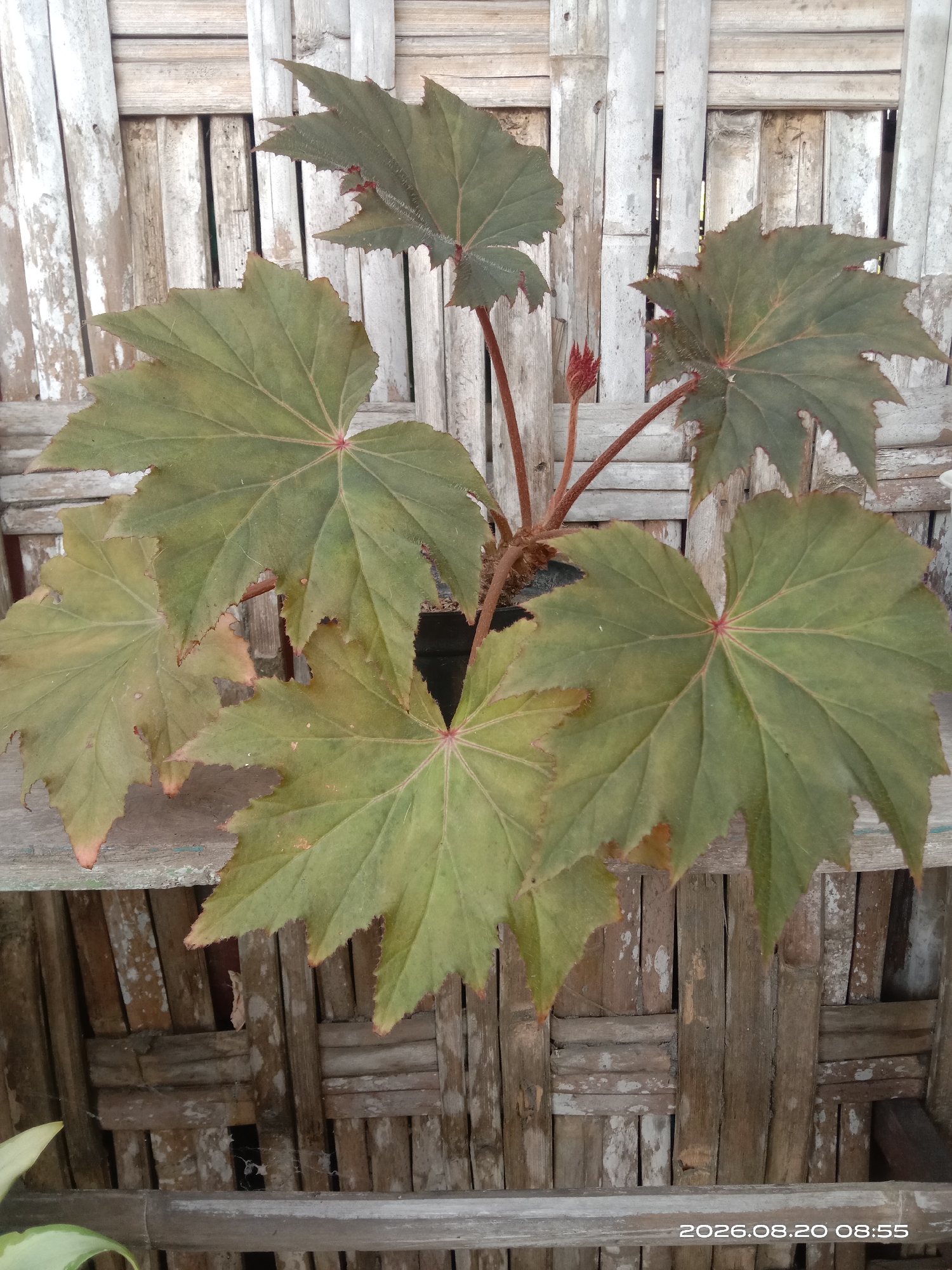 A medium shot captures a plant with large, palmate, greenish-brown leaves, some with reddish veins and jagged edges, positioned in front of a weathered bamboo fence. The plant has thick, reddish-brown stems and a small red bud. The bamboo fence is constructed from vertical and horizontal stalks, showing signs of age and discoloration, with some stalks appearing lighter than others. The plant is situated on a wooden surface that is also textured and aged. The background is primarily the bamboo fence, creating a rustic and natural setting. The image appears to have been taken outdoors, possibly in a garden or patio area.