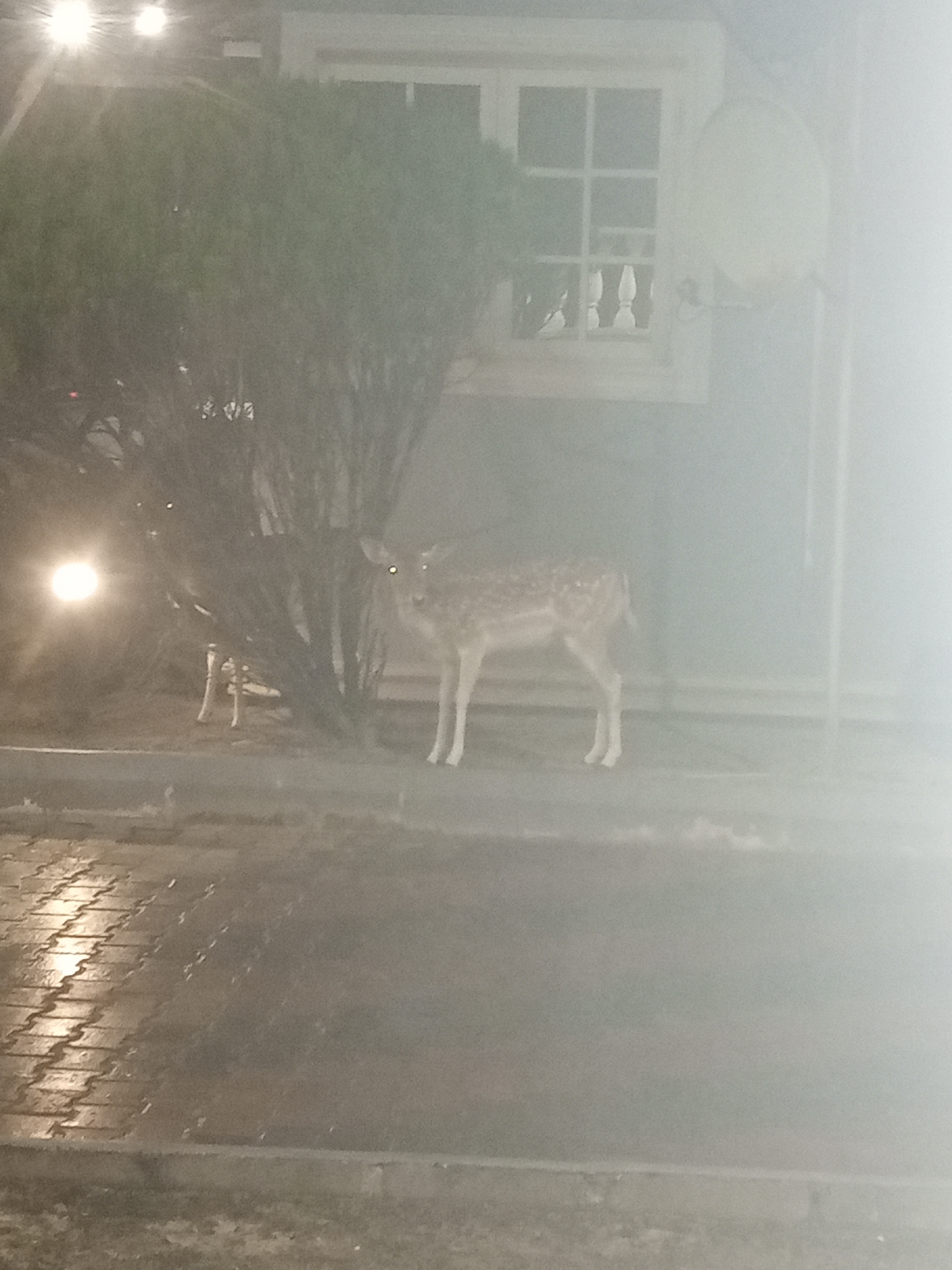 A deer is standing on a paved surface in front of a building at night. The deer is facing the camera and its eyes are reflecting light. There is a bush to the left of the deer and a window in the background. The image is foggy. The location is the city of Benikrukru, Nigeria.