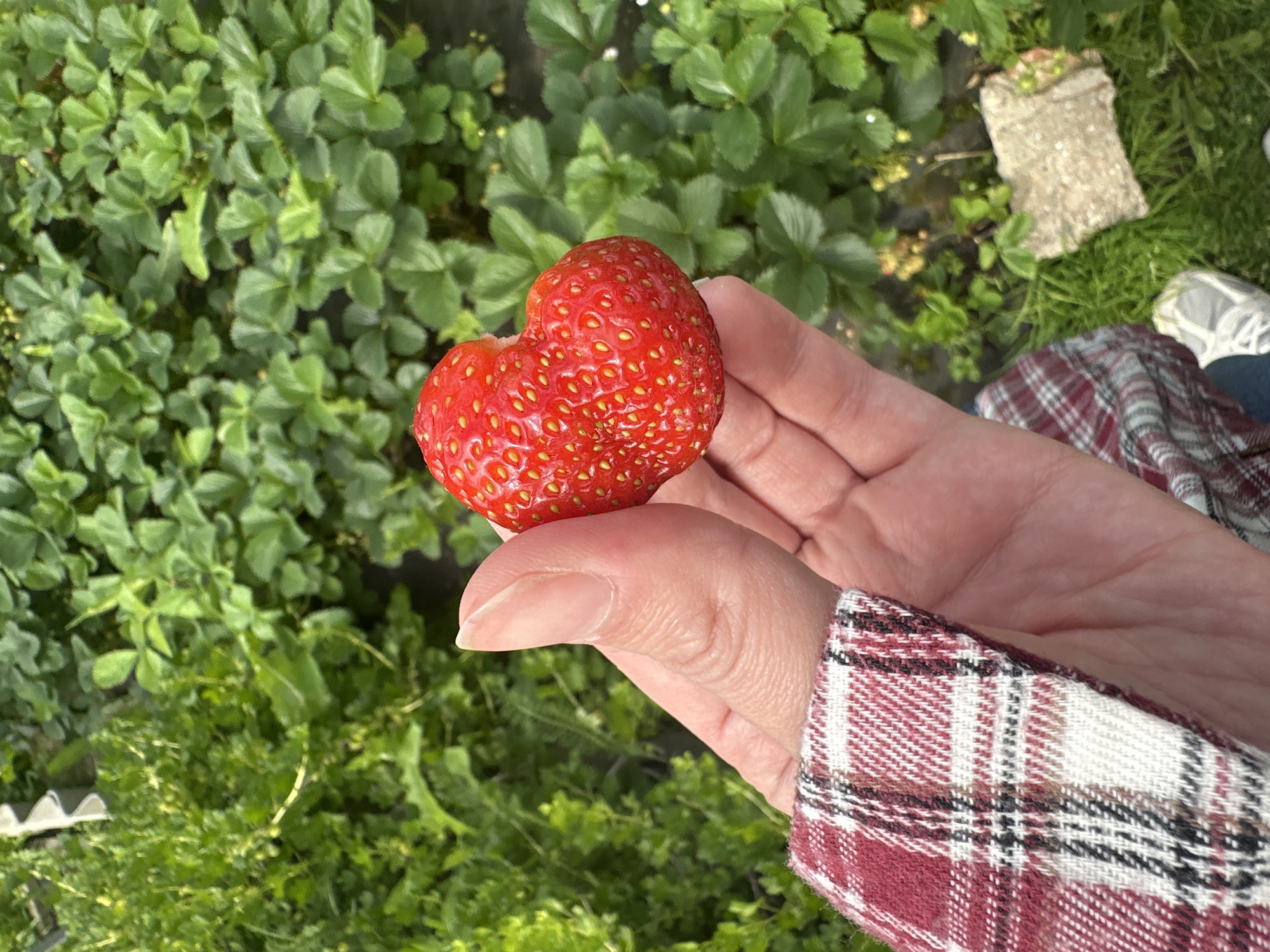 An individual's hand, with a red and white plaid shirt sleeve visible, holds a single, large, heart-shaped strawberry. The strawberry is bright red with visible seeds. The background consists of lush green strawberry plants, suggesting an outdoor farm or garden setting. The location is identified as Piriutino, Russia.