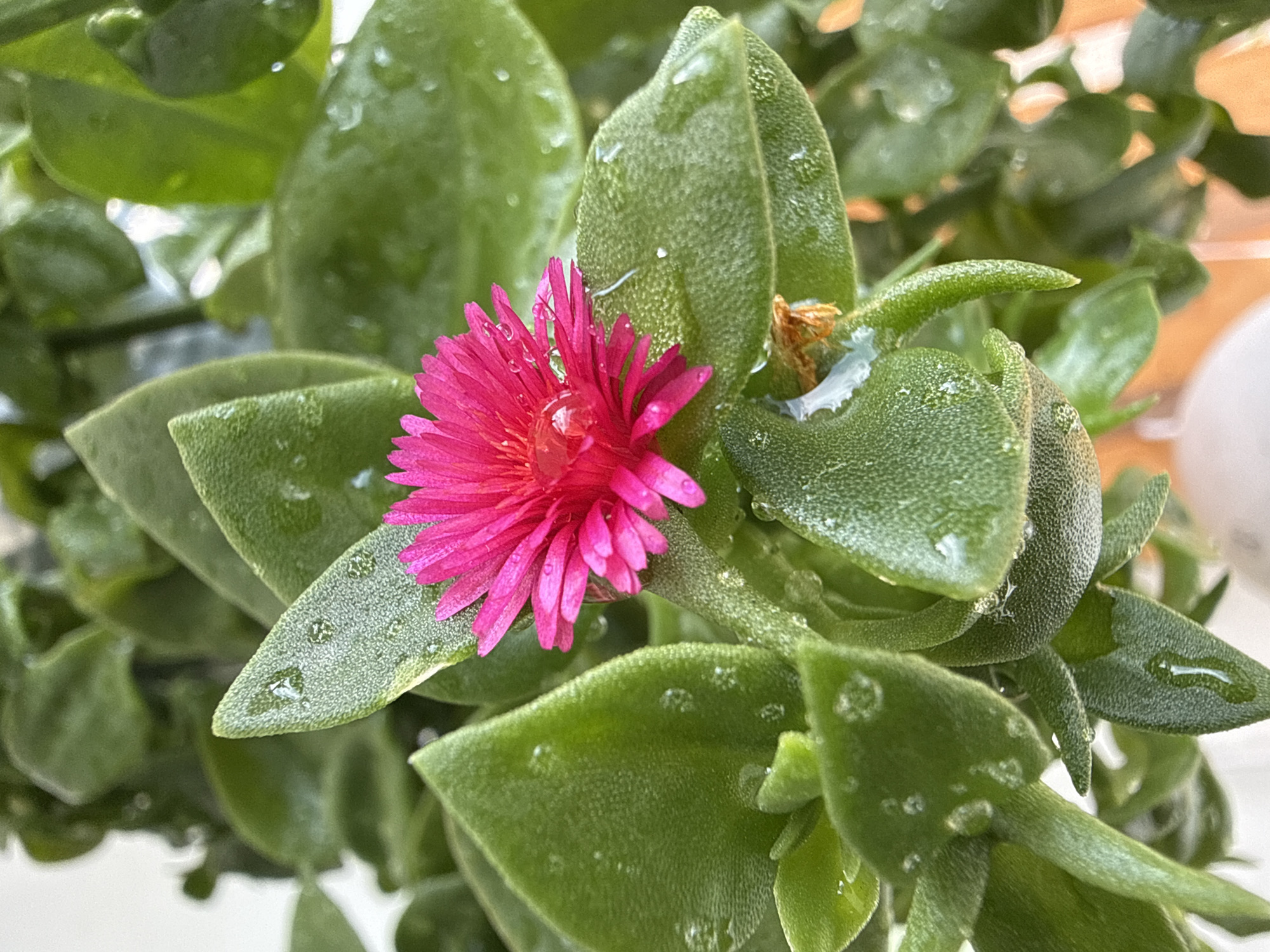The image displays a close-up view of a bright pink flower blooming amidst lush green succulent leaves. Water droplets are visible on the leaves, suggesting the plant has recently been watered or exposed to dew. The focus is sharp on the flower and immediate surrounding foliage, while the background is softly blurred, indicating a shallow depth of field. No people, cityscapes, or specific geographical landmarks of Iquique, Chile, are discernible within the frame. The scene appears to be an indoor or garden setting.