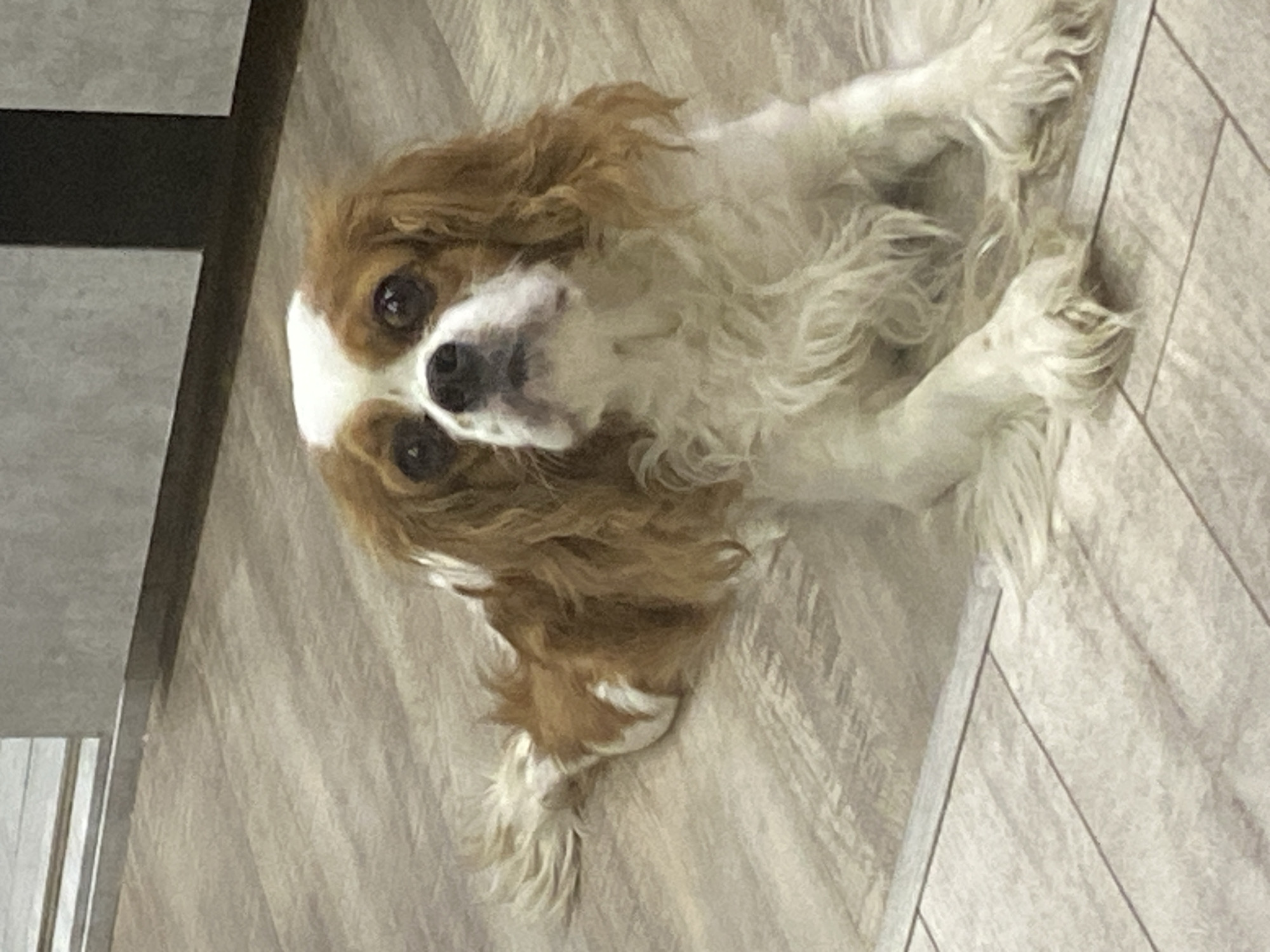 A cavalier King Charles spaniel with brown and white fur is lying on a wooden floor. The dog's head is tilted slightly upwards, and its ears are long and floppy. Its eyes are dark and expressive. The floor appears to be made of light-colored wood planks with visible grain. In the background, there is a wall with a textured, gray finish. The lighting in the scene is soft, casting subtle shadows.
