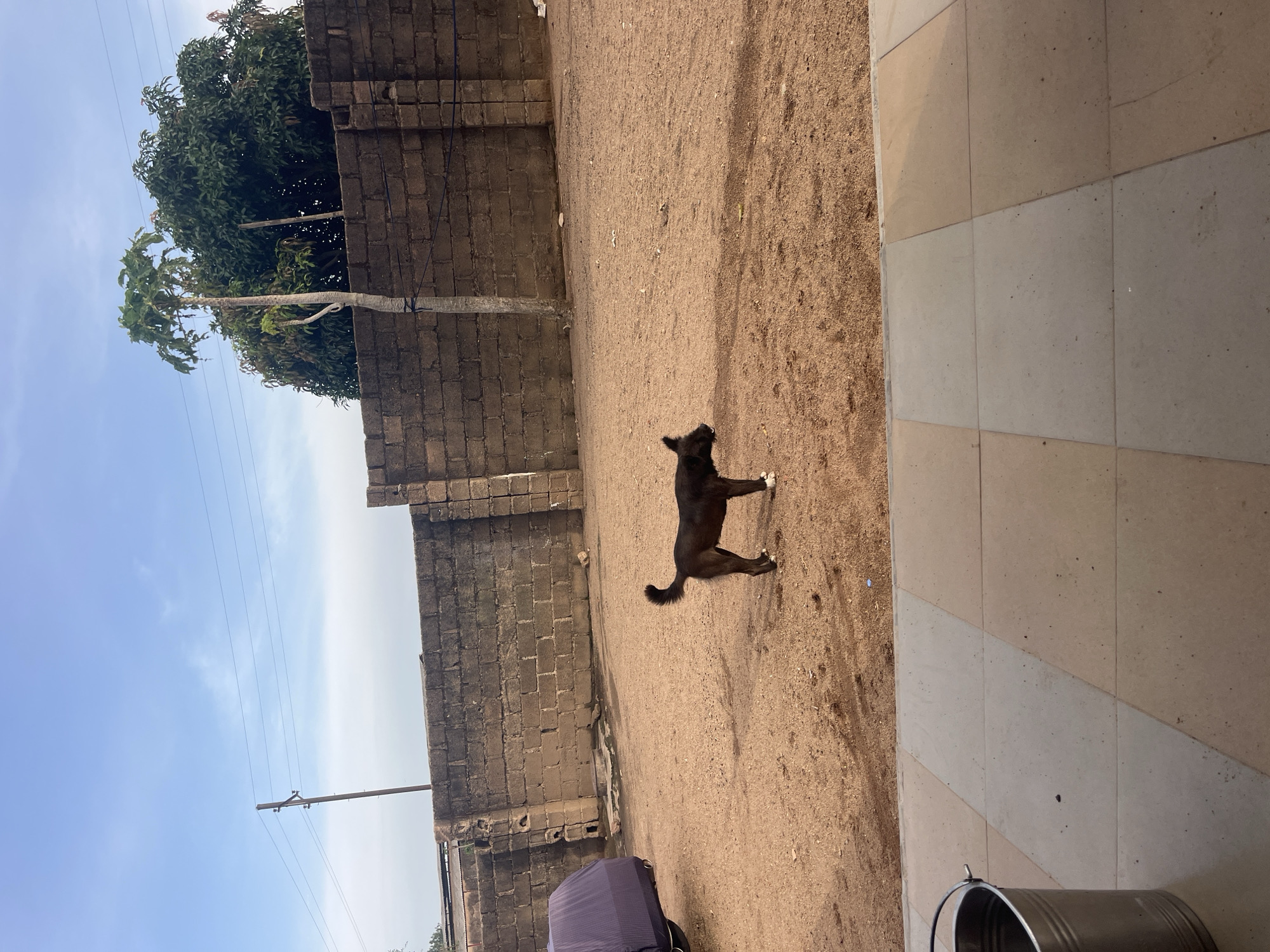 This outdoor photograph, taken in Jos, Nigeria, captures a sunlit scene featuring a dog, natural elements, and structural details. The image is dominated by a wide expanse of light brown, sandy-dirt ground, indicating a dry, open area, possibly a yard or compound.
In the center of the frame, a medium-sized, black dog stands alertly on the sandy ground, facing towards the left. The dog has distinctive white markings on its paws and chest, contrasting with its dark fur, and a slightly curled tail.
To the left of the sandy ground, a robust wall constructed from dark, weathered concrete blocks forms a boundary. Beyond this wall, the dense green canopy of several large trees, likely mango trees, fills the upper-left quadrant of the image. A tall, pale tree trunk is prominent among the foliage. Overhead, a clear blue sky with sparse, wispy clouds is visible, traversed by multiple utility lines and a wooden power pole.
To the right of the sandy area, a paved section featuring light-colored square tiles, arranged in an alternating pattern of beige and lighter greyish-beige, suggests a patio or pathway. A shiny, silver-colored bucket is partially visible in the bottom-right corner, resting on these tiles. Near the bottom-left, on the sandy ground adjacent to the block wall, a crumpled purple object, possibly a cloth or cover, is present.
The scene is bathed in bright daylight, indicating either morning or afternoon, with no harsh shadows suggesting midday. The overall impression is one of a typical outdoor domestic or semi-rural setting in the region, characterized by its sturdy block construction, common vegetation, and dry, earthy terrain. No text is visible in the image.