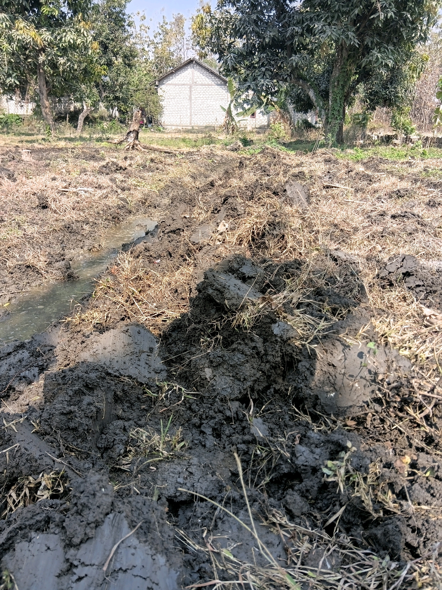 The image depicts a muddy field in Rengel, Indonesia, likely after recent rainfall or irrigation. The foreground is dominated by dark, wet soil with clumps of dry grass and some small green shoots. A shallow trench filled with murky water runs diagonally across the lower left portion of the image. In the background, a simple, whitewashed brick house with a pitched roof is visible amidst trees. The trees, some appearing to be mango trees, have dense green foliage. A weathered tree stump is also present in the middle ground, suggesting previous deforestation. The overall impression is of a rural or semi-rural agricultural setting.