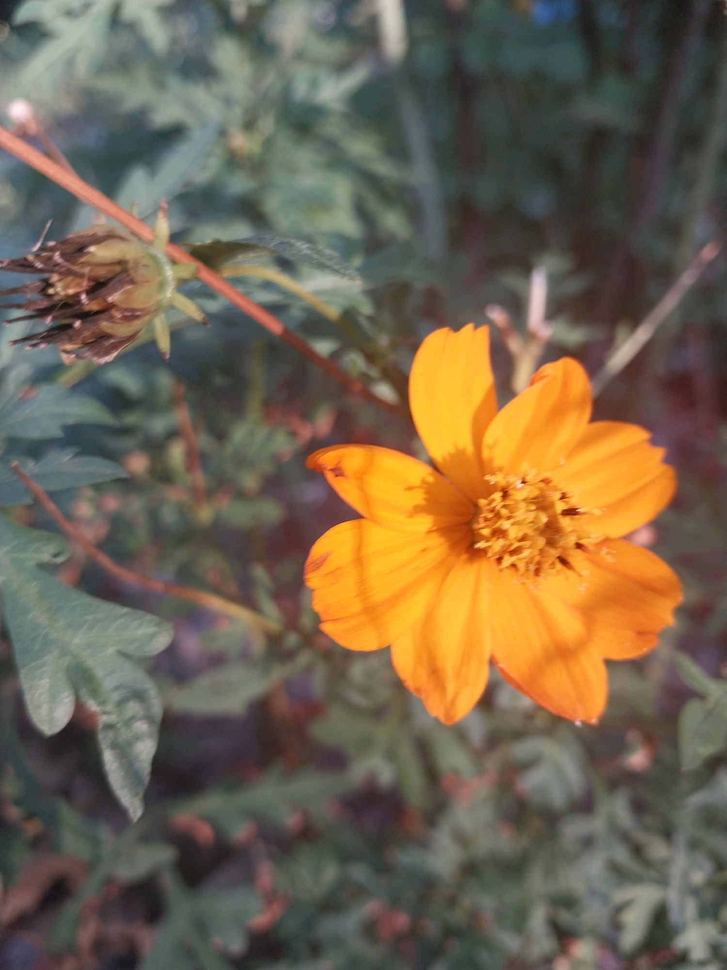 This is a close-up, outdoor, vertical photograph of an orange cosmos flower in bloom. The flower is the central subject and is in focus, with its petals radiating outwards from a textured yellow center. To the left of the blooming flower, a dried, brown seed pod from a previous bloom is visible, also on a thin, reddish stem. The background consists of out-of-focus green foliage and stems, suggesting a garden or natural setting. The lighting indicates it is likely daytime, possibly late afternoon due to the warm tones. The image does not contain any discernible urban elements or landmarks.