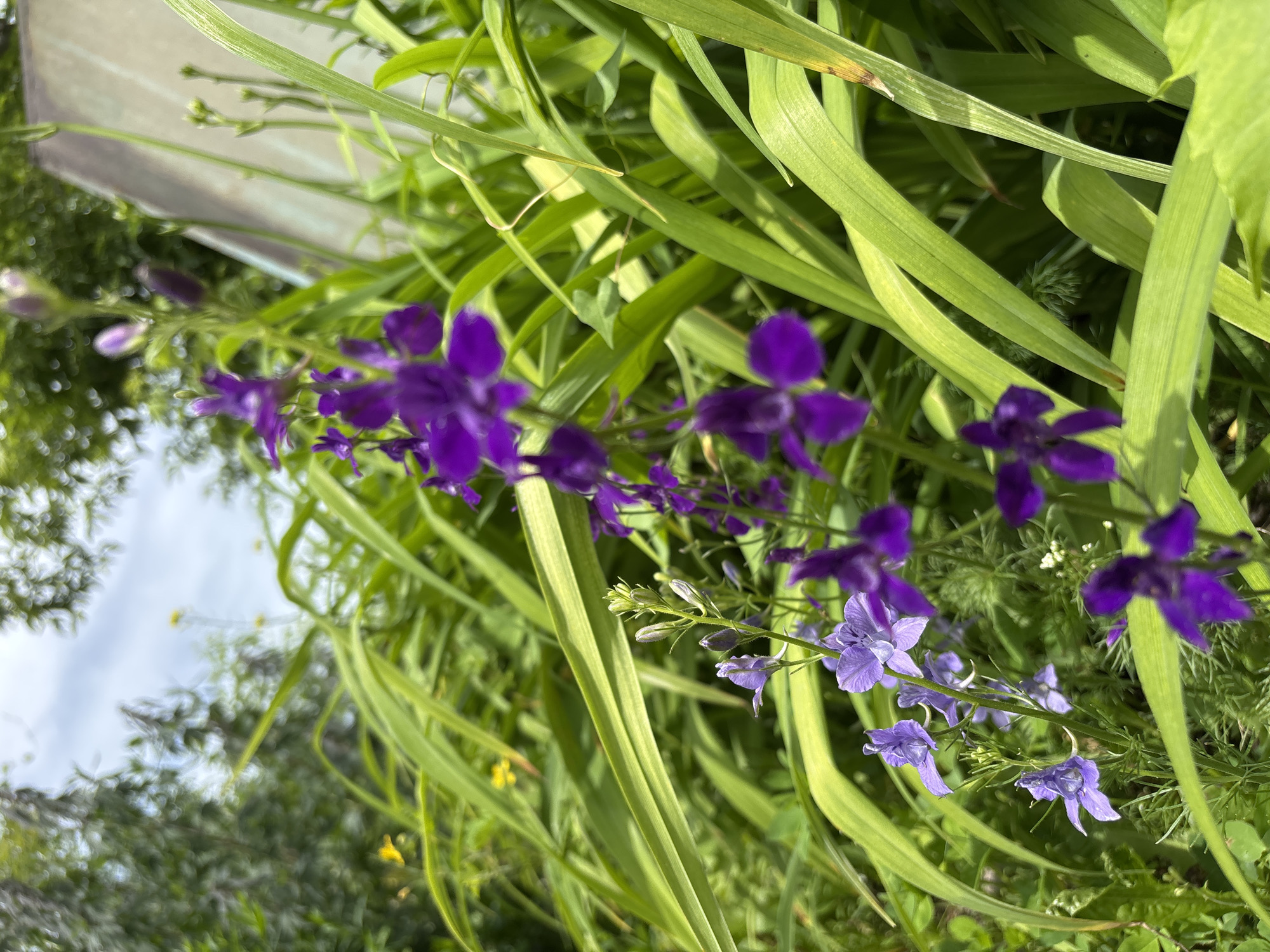 A close-up, vertical, outdoor shot shows purple larkspur flowers in bloom, interspersed with lush green foliage. The flowers are clustered on thin stems, with some in focus and others softly blurred. The background is a mix of green leaves, a pale grey vertical object, and a hazy sky with some trees visible. The lighting suggests a sunny day. The location is described as Unknown, Unknown.