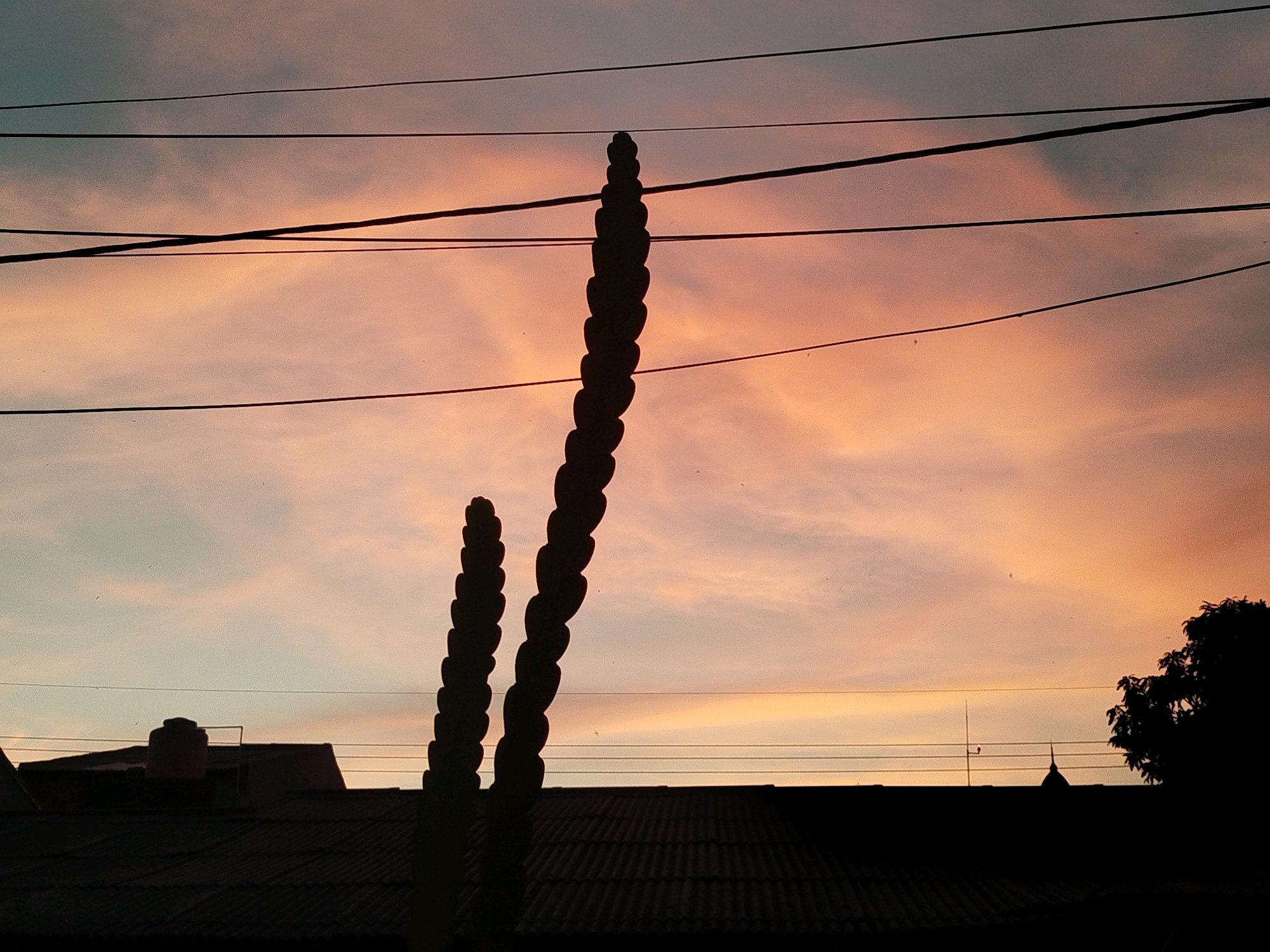 The image depicts a sunset scene in Depok, Indonesia, with a twilight sky painted in hues of orange and pink. Several black power lines traverse the frame horizontally. In the foreground, silhouetted against the vibrant sky, are two tall, segmented cactus-like plants. Below these, a dark, tiled rooftop is visible, with the outlines of buildings, including a water tank, peeking above it. To the far right, the silhouette of a leafy tree completes the scene. The overall impression is one of a peaceful, urban twilight, with natural elements contrasting with the man-made structures and infrastructure.