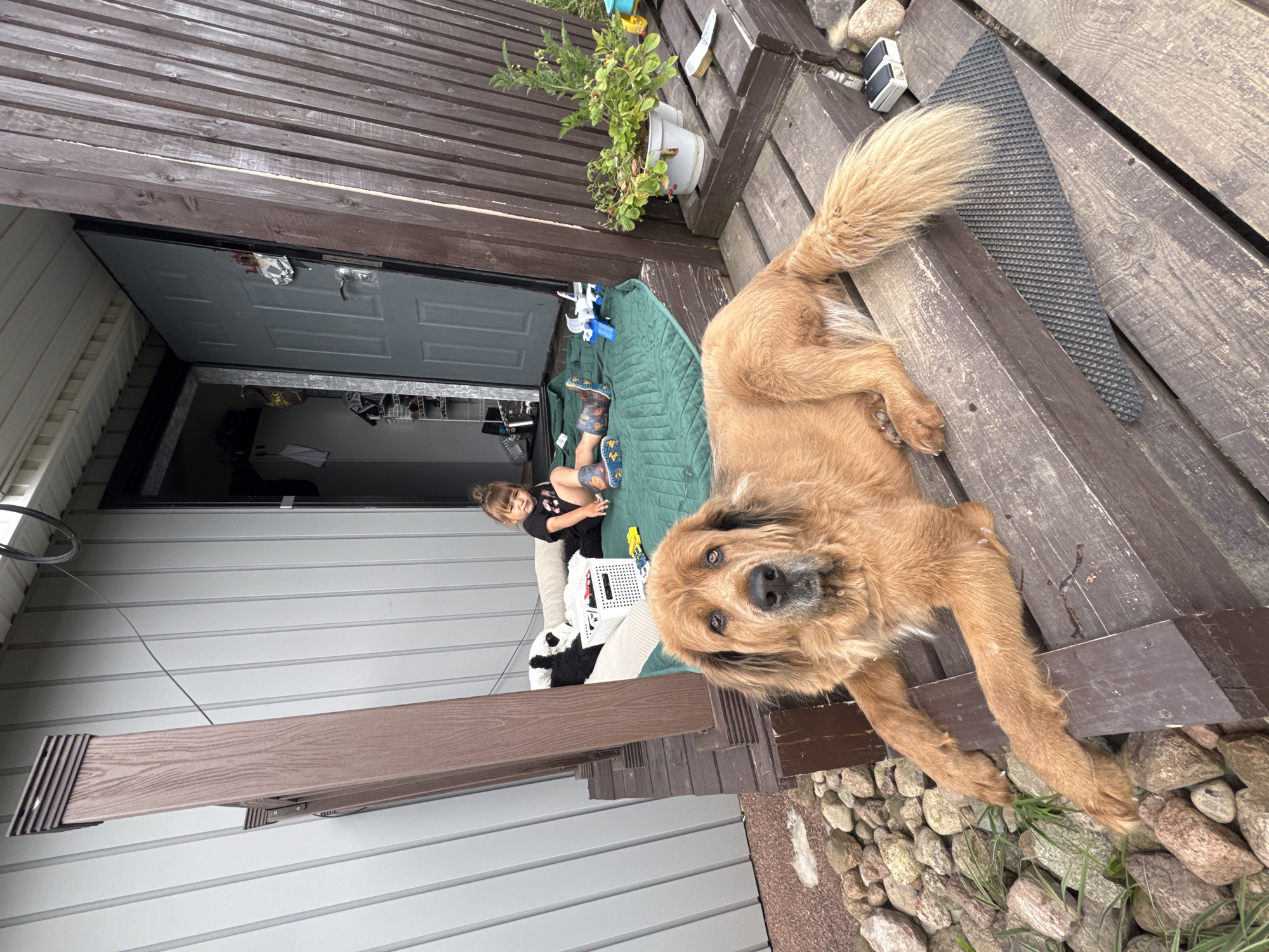 In the city of Kempelevo, Russia, a large, golden-brown dog with shaggy fur lies on a wooden porch. The dog is positioned in the foreground, looking directly at the camera. Behind the dog, a young child sits on a green mat, leaning against a stuffed panda. Various toys, including a white plastic basket filled with small items and a blue toy airplane, are scattered around the child. A dark gray door is open in the background, revealing a glimpse of an indoor space. The porch is constructed of weathered wooden planks and is surrounded by rocks and sparse grass. The overall scene depicts a casual outdoor setting.
