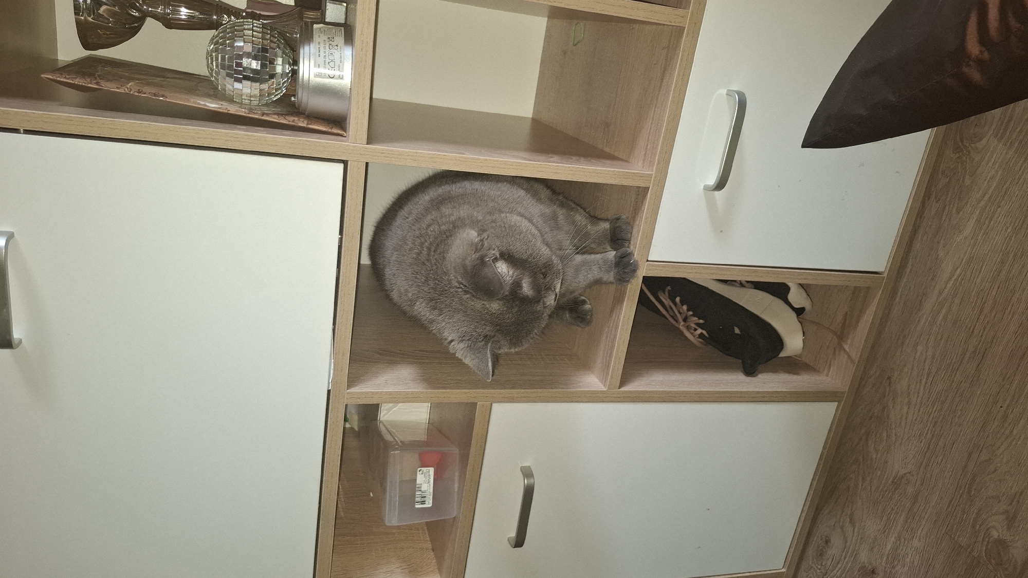 A grey cat is curled up in a compartment of a light-colored wooden shelf. The shelf has multiple compartments, some with closed white drawers featuring silver handles. Other items visible on the shelves include a trophy, a disco ball, a red container, and a pair of black and white shoes. The scene appears to be indoors. The angle of the image suggests it was taken from above. Sofia, Bulgaria is not visible.