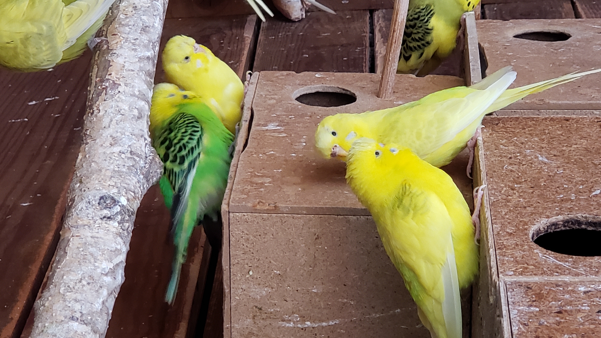 The image shows several budgerigars in an aviary. Two yellow budgerigars are in the foreground, perched on top of a wooden nesting box. They are close together, and one appears to be nuzzling the other. Behind them, a green and yellow budgerigar is perched on a branch above the nesting box. In the background, another yellow budgerigar with green markings is visible, partially obscured. The environment appears to be a wooden structure, possibly a coop or aviary, with wooden planks and a branch. The image does not provide any information about the city of Prešov, Slovakia.