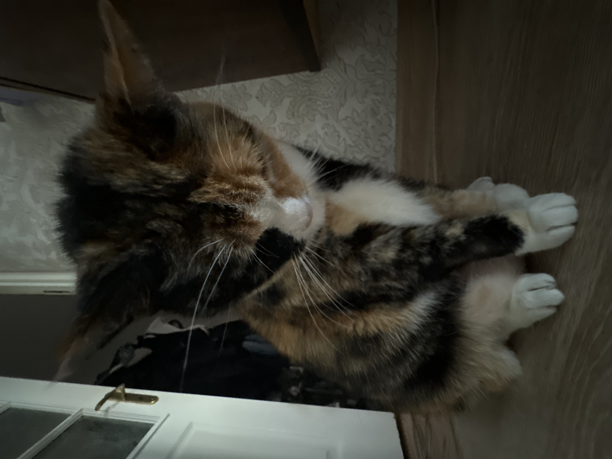 A calico cat, featuring a mix of black, orange-brown, and white fur, is the central subject of the image. The cat is lying down in a relaxed posture, with its head turned slightly to its right (viewer's right) and its front paws curled up beneath it. One paw is positioned near its face, suggesting it might be grooming or simply resting comfortably.
The setting is indoors, with a light-colored wall featuring an ornate, floral or swirl-patterned wallpaper visible behind and above the cat. To the cat's right is a light-colored wooden surface, likely a floor or paneling. Below the cat, a portion of a white door with a brass-colored handle and recessed panels is visible. A dark, indistinct object, possibly a shelf or furniture, is in the upper left corner.
The lighting is soft and appears to be indoor ambient light, creating a relatively dim but clear view of the cat. The overall atmosphere is calm and domestic. The image is oriented vertically, giving the impression that the cat is on a wall, though it is likely an uncorrected photograph of the cat on the floor. There is no visible text.