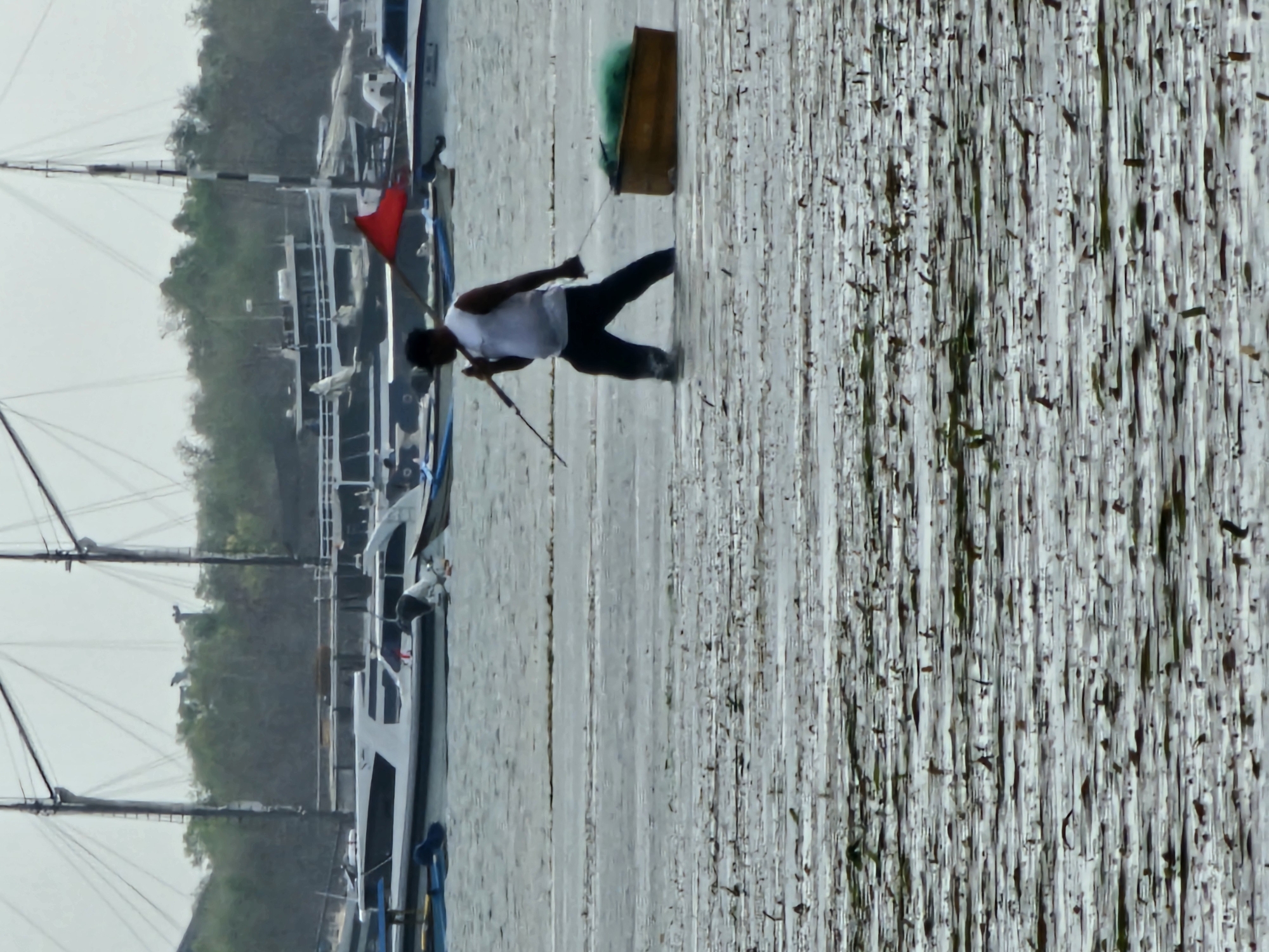 A man in a white tank top and dark pants walks through shallow, murky water. He holds a long pole with a red flag attached at the top in his right hand. A small wooden boat, containing a green net, is being pulled by a rope held in his left hand. The water is covered with a dense layer of what appears to be seaweed or other aquatic vegetation, creating a textured, horizontal pattern. In the background, several boats, including a white motorboat and larger vessels with masts, are moored. The sky is overcast, and a line of trees can be seen behind the boats. The scene suggests a coastal or marine environment, possibly a fishing harbor or a beach with significant seaweed accumulation. The location is identified as Denpasar, Indonesia.
