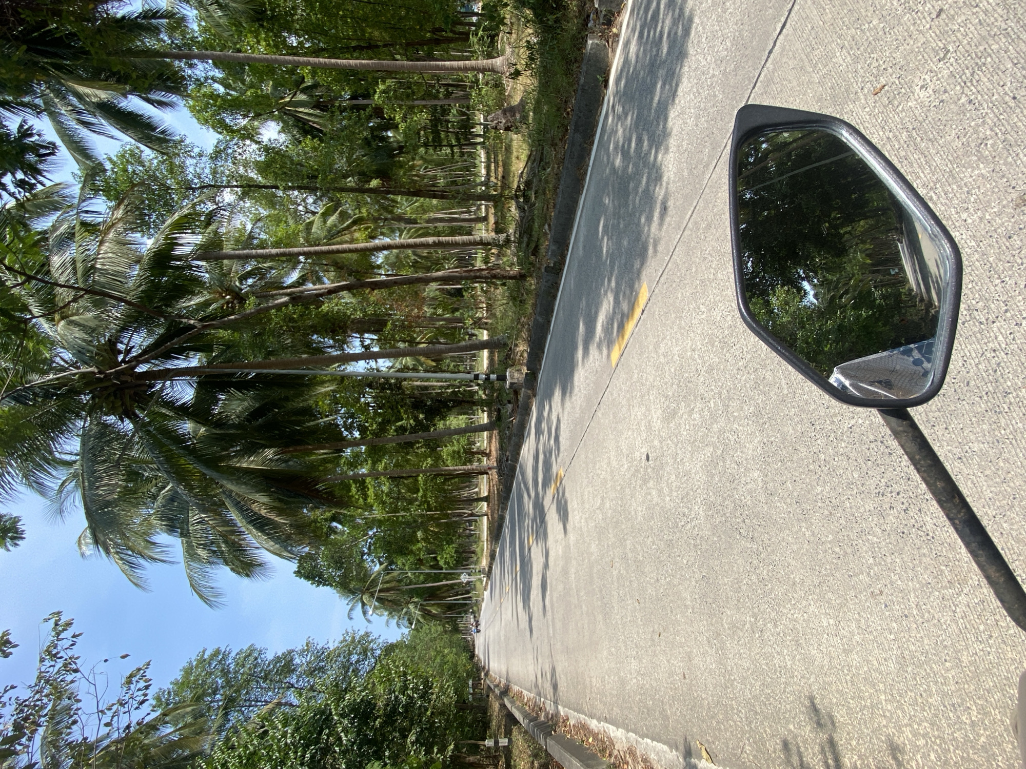 The image, when correctly oriented, presents a sunlit view of a concrete road lined with abundant trees, primarily tall coconut palms. The perspective suggests it was taken from a moving vehicle, likely a motorcycle, indicated by a rearview mirror prominently featured on the right side of the frame, reflecting lush green foliage.
The straight road extends into the distance, marked by a clear yellow centerline. Strong sunlight casts distinct shadows of trees and overhead objects across the road surface. On the left side, a dense row of coconut palms with their characteristic fronds creates a verdant canopy, while further back, more diverse trees and greenery fill the landscape. The sky, visible through gaps in the foliage, is bright blue and clear, indicating fair weather.
The scene conveys a peaceful, tropical setting, consistent with the provided location context of Baan Tai, Thailand. The time of day is clearly daytime, characterized by the bright sun and sharp shadows. No discernible text is visible within the image.