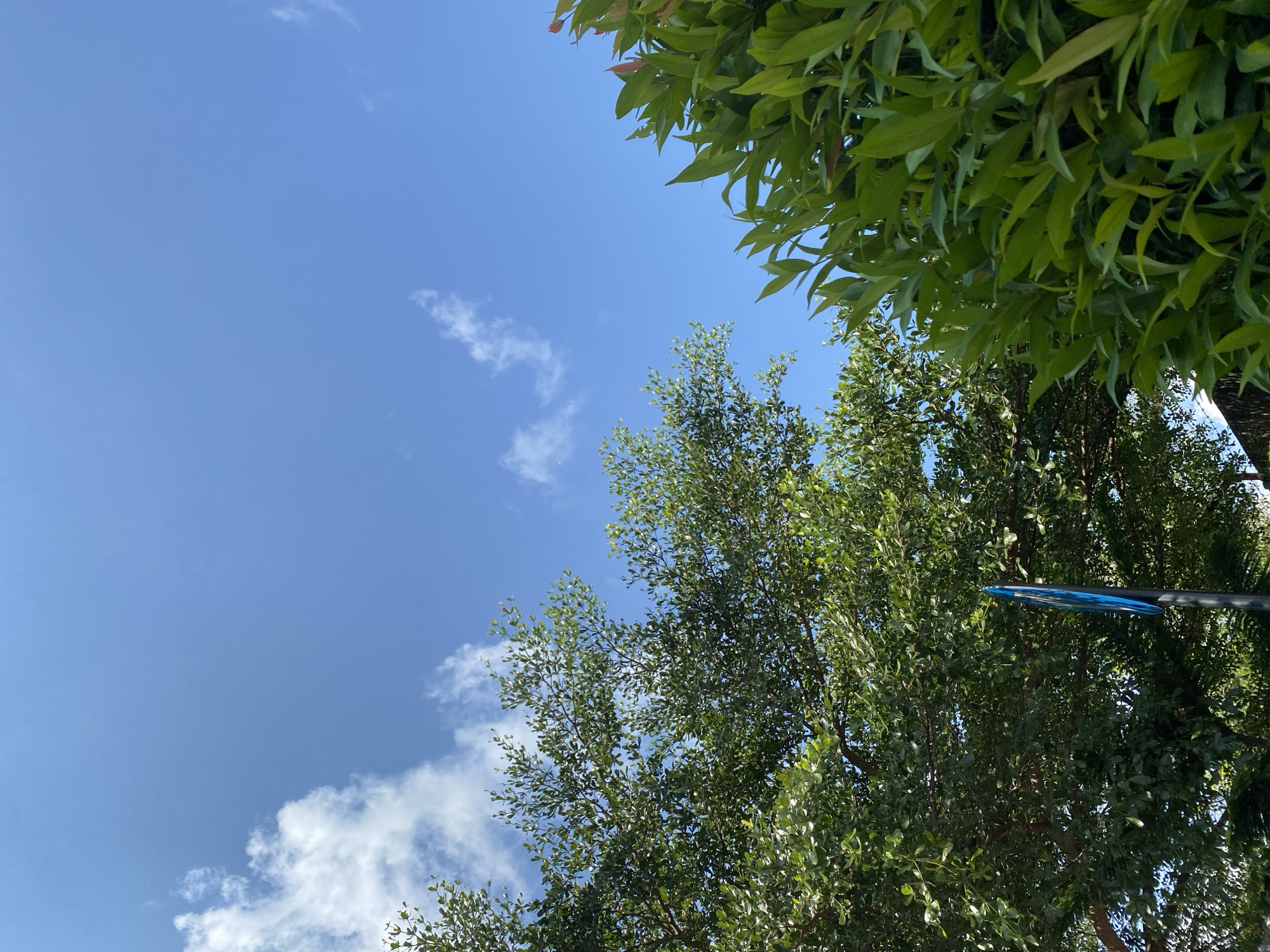 The image is an outdoor shot of the sky with trees in the foreground, taken from a low angle. The sky is a clear blue with scattered white clouds. On the left side of the frame, there are dense green tree branches with small leaves, and on the right, there are also green tree branches with larger, more pointed leaves, some with reddish tips. A black pole with a blue circular sign is visible in the lower center of the image, partially obscured by the foliage. The image appears to be taken in Gambut Barat, Indonesia, on a sunny day.