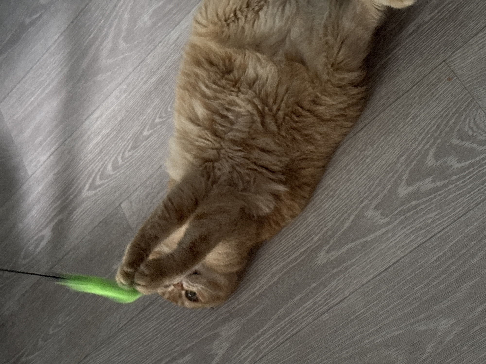 An orange cat lies on its back on a light grey wood-grain floor, playing with a bright green feather toy. The cat's paws are raised, holding the toy. Sunlight casts a shadow on the floor. The image appears to be taken indoors. The location is Unknown, Unknown.