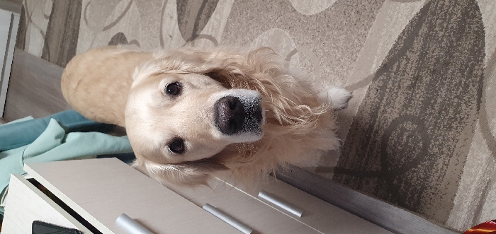 An indoor scene in the city of Chaikovsky, Russia, depicts a light golden-colored Golden Retriever dog positioned centrally, facing directly towards the viewer. The dog has dark eyes, a black nose, and noticeable wavy fur around its head and neck. Its front right paw, partially visible, displays white fur. To the immediate left of the dog is a light-colored, multi-drawer dresser or cabinet fitted with multiple horizontal silver handles. A dark-colored mobile phone is resting on the top surface of this cabinet. Behind the dog, a light blue fabric is draped, potentially over another object. The floor is covered by a patterned rug featuring abstract designs in shades of grey and beige. A light-colored wall is visible in the background.