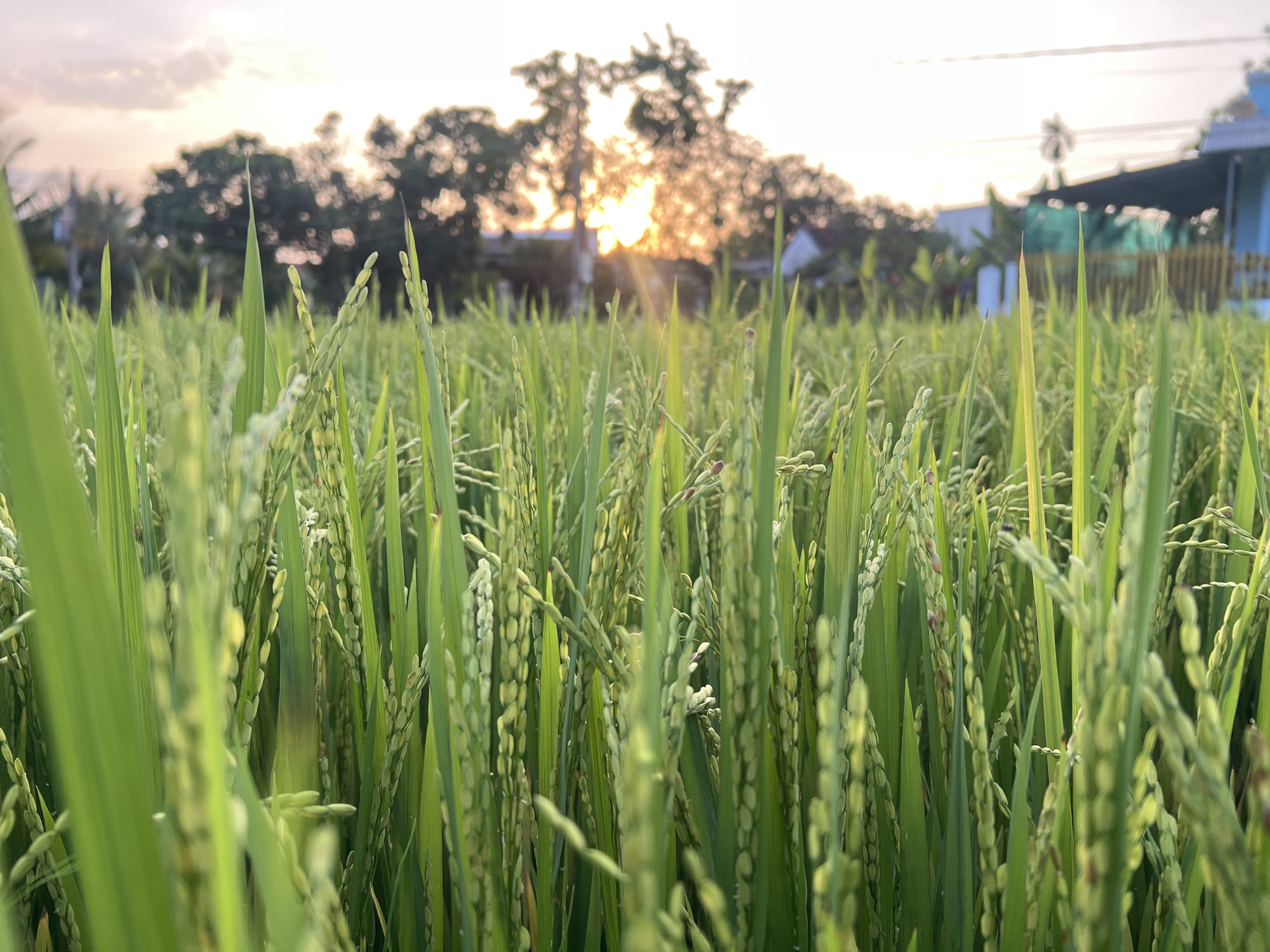 The image depicts a close-up view of a rice paddy field in Diên Khánh, Vietnam. Green rice stalks fill the foreground, with ripening grains visible on the stems. In the background, a blurry landscape includes trees and buildings, with the setting sun creating a soft, diffused light. No people are visible in the frame. The focus is on the rice plants, suggesting a rural agricultural setting.