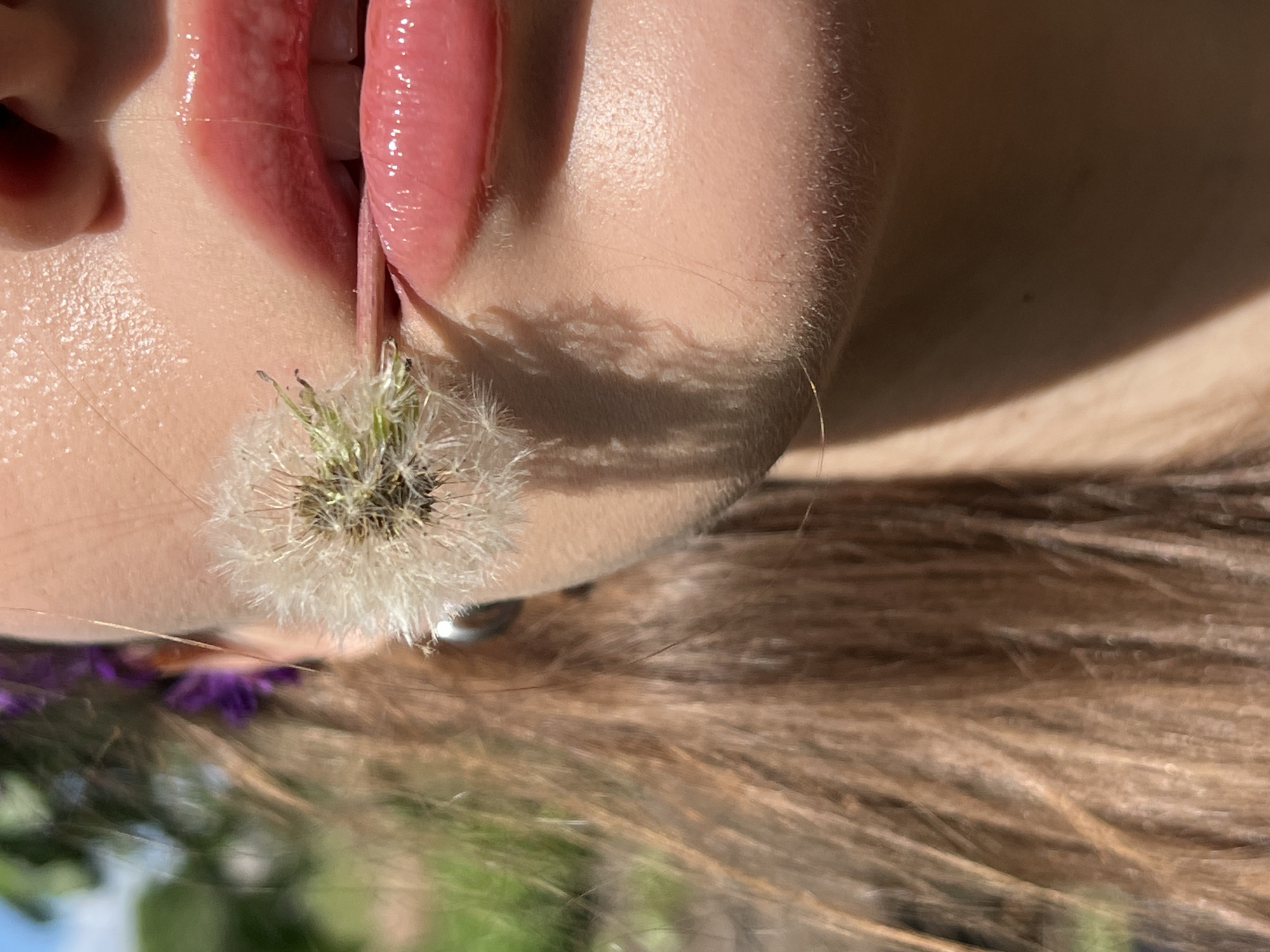 In an outdoor setting, a close-up shot focuses on the lips and chin of a person. A fluffy dandelion seed head is held between the lips, with some of its seeds extending outwards. The person has shiny, pink lips, and their skin appears slightly dewy. To the left of the face, the person's brown hair is visible, with blurred green foliage in the background, suggesting a natural environment. There are hints of purple flowers or accessories within the hair. The lighting suggests it is daytime, with some shadows cast on the face. The scene is cropped to emphasize the interaction between the person's lips and the dandelion.