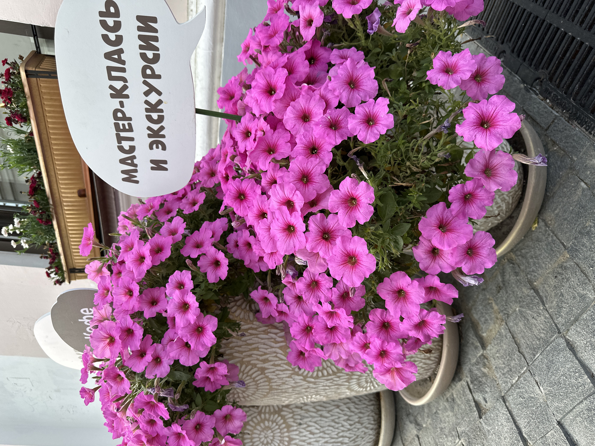 The image depicts a close-up view of vibrant pink petunias in bloom, arranged in large planters on a cobblestone surface. Behind the flowers, a white speech bubble-shaped sign is visible, bearing Russian text that translates to "Master Class and Excursions." The planters are decorative, with a textured pattern. In the background, a window box filled with red and white flowers suggests an urban setting, possibly a storefront or cafe. The overall impression is one of a welcoming establishment offering events. The image is focused on the flowers and the sign, implying an advertisement or informational display. There are no people visible in the image. The location is not explicitly stated to be Putyatino, Russia, however, if it were, it would be a small rural settlement.