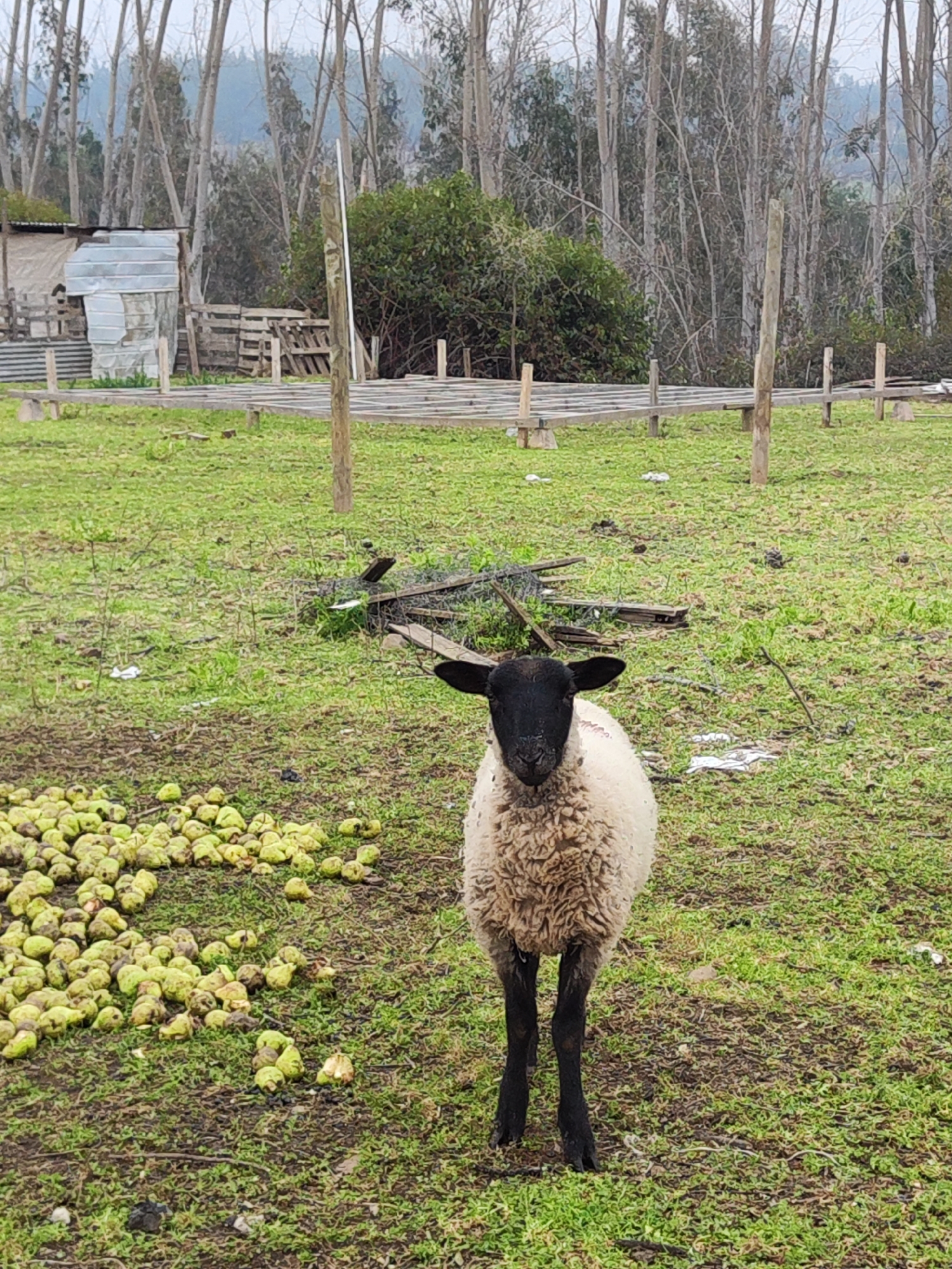 A black-faced sheep stands in a grassy field in Romeral, Chile, with a pile of green produce, likely apples, in the foreground. The sheep has a white, woolly body and black legs. In the background, there are trees, a wooden fence, and a small shed made of corrugated metal. The ground is covered in green grass with patches of dirt and some scattered debris.