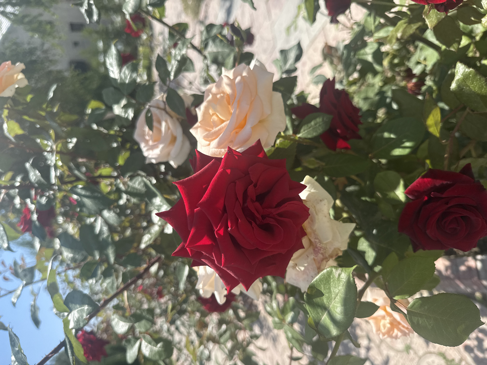 A close-up, eye-level shot captures a bush of blooming roses in Sary-Oy, Kyrgyzstan. The foreground is dominated by a vibrant red rose in full bloom, its petals intricately layered and catching the sunlight. To its right, a lighter-colored rose, possibly cream or pale peach, also displays open petals. Behind these, more roses, some red and some lighter hues, are visible, along with dense green foliage. The background is softly blurred, showing hints of a building and trees, suggesting a garden or outdoor setting in a residential area. The lighting indicates it is daytime, with bright sunlight casting shadows and highlighting the textures of the rose petals and leaves. The overall scene is one of natural beauty and tranquility.