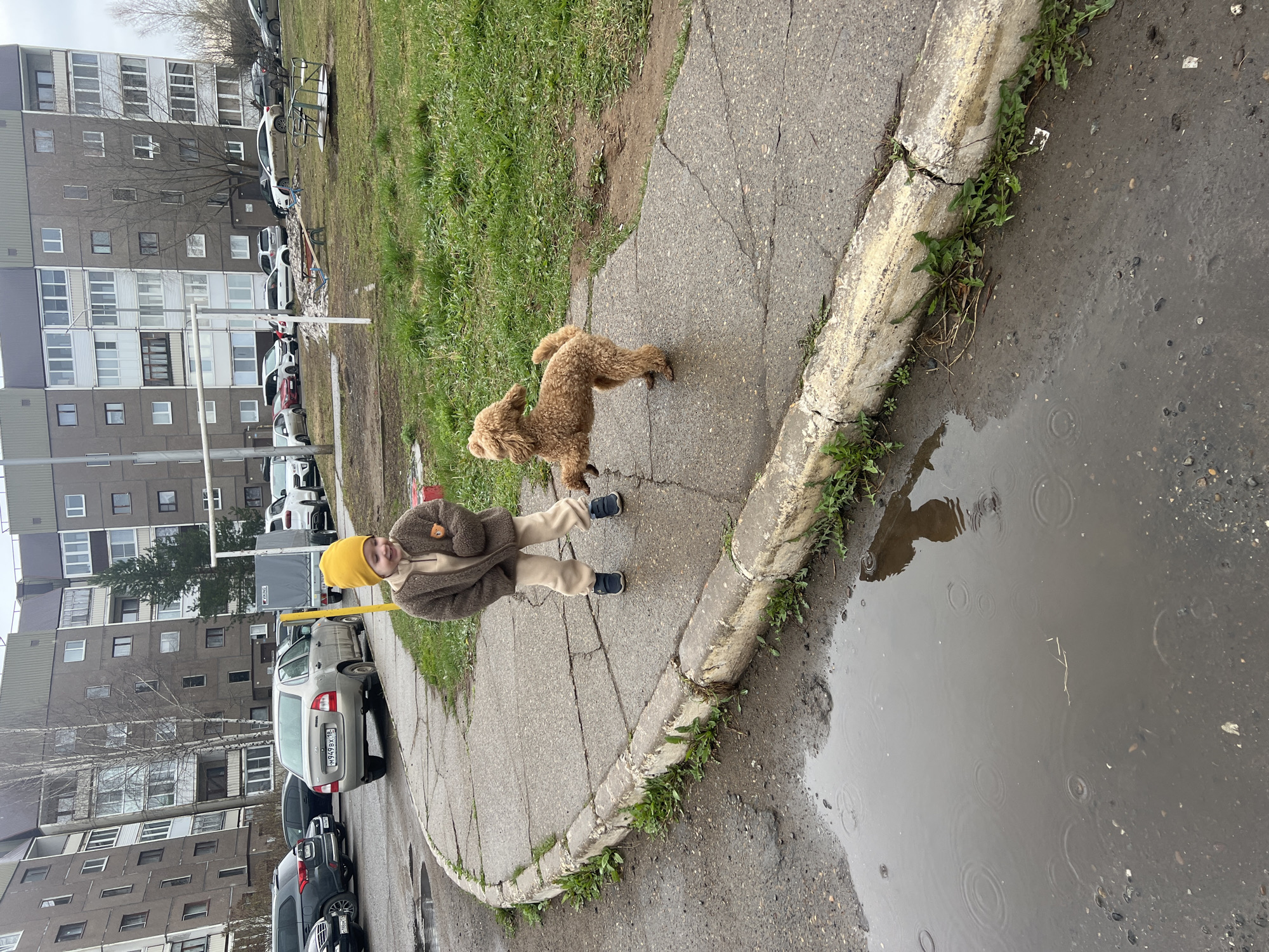 In the city of Марковский, Russia, a young child stands on a cracked pavement next to a poodle. The child is wearing a yellow hat, a brown jacket, and beige pants, with dark shoes. The poodle is light brown and appears to be mid-stride. Beside them, a curb separates the pavement from a puddle of water on the street. Behind the child, a silver car is parked near a building. Several more cars are parked in the background, along with a green, grassy area. An apartment building rises in the background, suggesting an urban residential area. It seems to be raining, indicated by the ripples in the puddle.