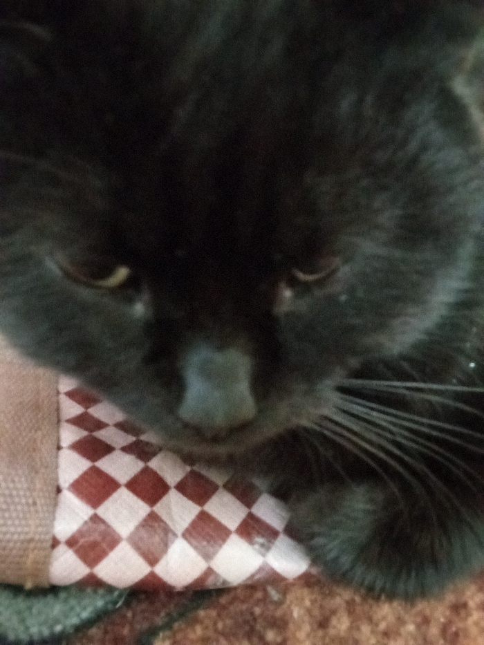 A close-up, top-down view depicts a black domestic cat, identified as being in Yarun, Ukraine. The cat's head is lowered, with its eyes partially closed and directed downwards. Its fur is dark, with a lighter greyish-pink nose and prominent white whiskers extending from the right side of its muzzle. The cat's chin rests near a flexible object featuring a red and white checkered pattern. Adjacent to this object, a portion of light brown, coarsely woven fabric is visible. The background is an out-of-focus, textured reddish-brown surface. The scene is dimly lit.
