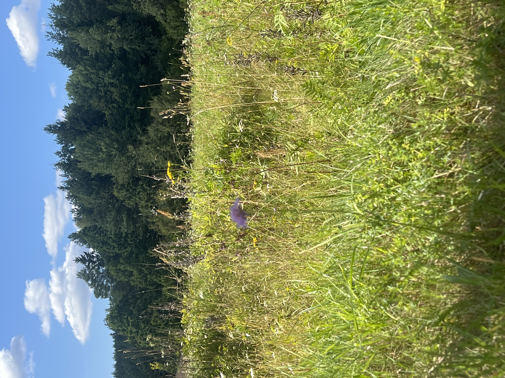 The image depicts a sunlit meadow in Norviliškės, Lithuania, bordering a dense coniferous forest. The foreground is dominated by tall, wild grasses and various wildflowers, some in bloom, with a single purple flower prominently displayed in the middle ground. The sky above is a clear blue, punctuated by scattered white clouds. The overall scene suggests a natural, uncultivated landscape.