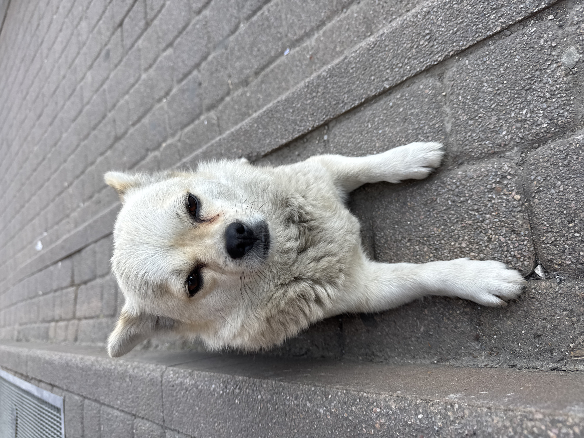 An adult, short-haired, light-colored dog is lying on a textured gray pavement. The dog faces the camera with its head slightly tilted. Its eyes are dark brown, and its nose is black. The dog's front paws are extended forward. The pavement appears to be made of rectangular stone slabs. To the left of the dog, there is a curb made of concrete. In the background, a metallic grate is visible, suggesting an urban environment. The location is the city of Vesyoloye, Russia.