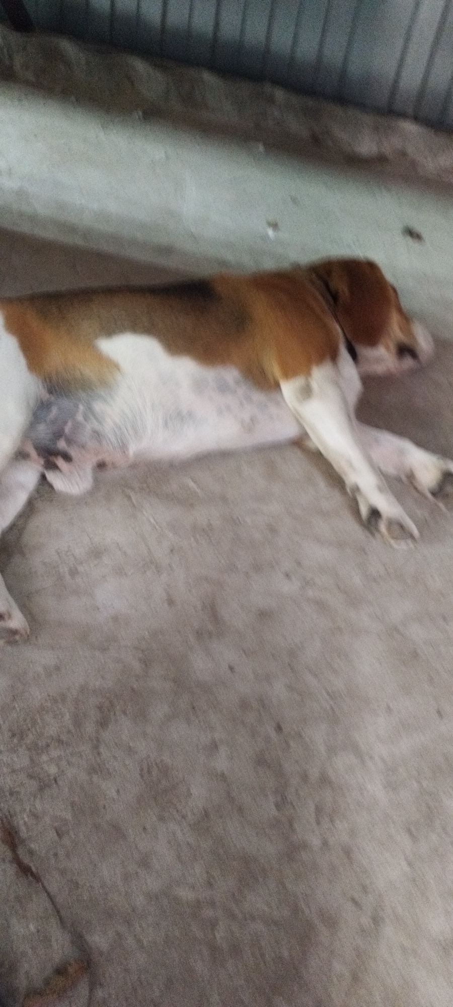 The image shows a medium-sized dog lying on a concrete floor. The dog is tri-colored, with patches of brown, white, and black. Its eyes are closed, and its body is relaxed, suggesting it is asleep or resting. The floor appears to be indoors, possibly in a garage or a sheltered outdoor area, given the presence of a corrugated metal wall in the background. The lighting is dim, and the image is slightly blurry, making it difficult to discern finer details. There are no other animals or people visible in the image. The overall scene is unremarkable, depicting a common domestic animal in a resting state within a simple, utilitarian environment.